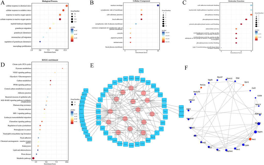 Six-panel diagram showing various biological data visualizations. Panel A: Biological process enrichment scatterplot with varying bubble sizes and colors indicating gene numbers and p-values. Panel B: Cellular component analysis scatterplot. Panel C: Molecular function enrichment scatterplot. Panel D: KEGG pathway enrichment scatterplot. Panel E: Network graph displaying interactions between genes and processes. Panel F: Circular network graph showing gene interactions. Each panel illustrates different aspects of gene function and interaction within biological systems, showing enrichment scores and p-values.