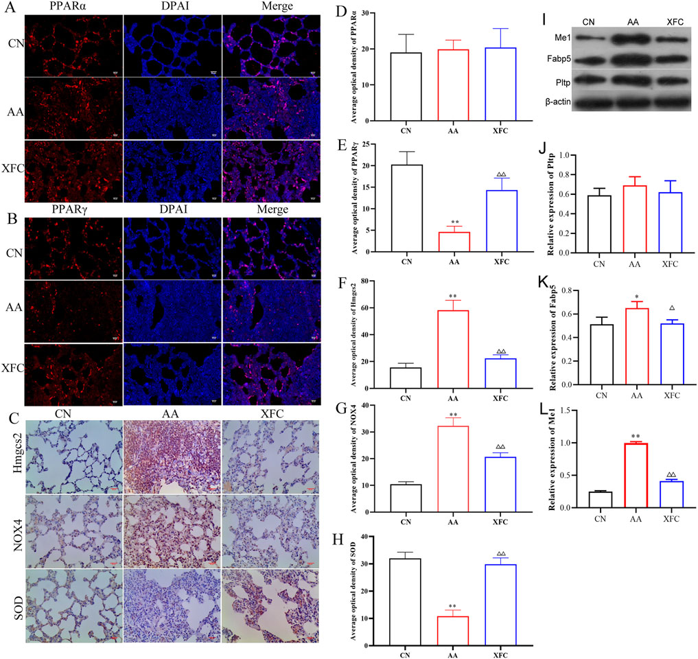 Panels show microscopic images and data visualizations of various analyses. Part A and B display immunofluorescence staining of PPARα and PPARγ with DAPI in CN, AA, and XFC conditions, showing merged results. Part C presents histological staining for Hmgcs2, NOX4, and SOD. Graphs D-H illustrate average optical density results for each condition. I shows protein expression levels via Western blot. J-L present relative expression graphs of Me1, Ptlp, and Pparg proteins in CN, AA, and XFC conditions. The images and graphs collectively illustrate differences between the conditions.