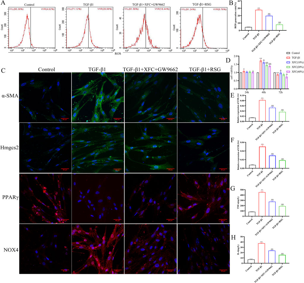 Panels A and B display bar and line graphs illustrating reactive oxygen species (ROS) levels across different conditions: Control, TGF-β1, TGF-β1 with XFC and GW9662, and TGF-β1 with RSG. Panel C includes fluorescent microscopy images showing the expression of α-SMA, Hmgcs2, PPARγ, and NOX4 in cell cultures under the same conditions. Panels D to H present bar graphs quantifying expression levels related to cell signaling and inflammation for each condition, showing significant differences marked by asterisks.