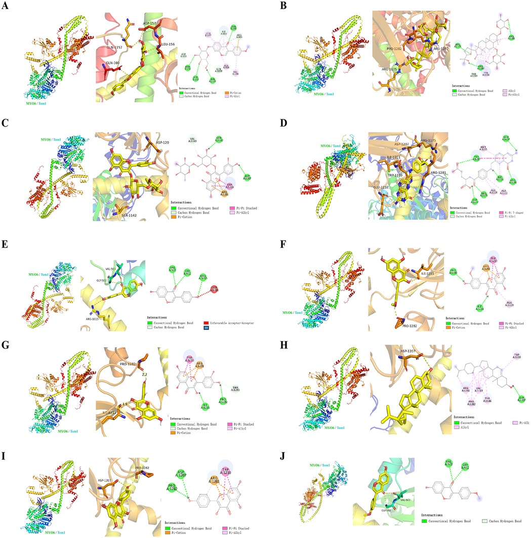 Ten molecular structures labeled A to J, each showing a complex of MYO9b and TomL with detailed interaction diagrams. Each panel displays molecular interactions such as hydrogen bonds and pi-stacking, using color-coded lines and labels to indicate bond types and interactions.