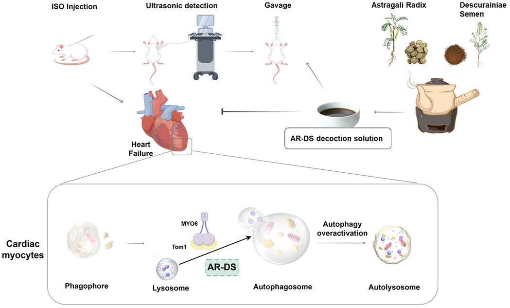 Flowchart illustrating the process of inducing heart failure in mice using ISO injection. Mice undergo ultrasonic detection and gavage with AR-DS decoction, made from Astragali Radix and Descurainiae Semen. The study focuses on cardiac myocytes, showing the role of lysosomes, phagophores, and autophagosomes. Key proteins MYO6 and Tom1 are involved in autophagy overactivation, leading to the formation of autolysosomes.