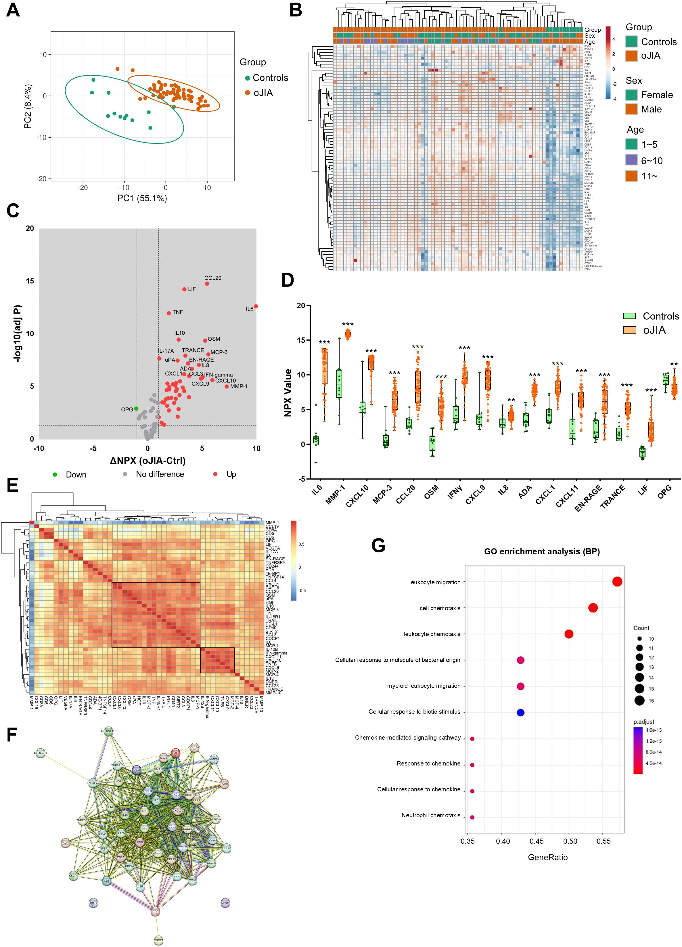 Panel A shows a PCA plot with two groups: controls (green) and oJIA (orange), grouped distinctly. Panel B is a heatmap of hierarchical clustering with annotations for group, sex, and age. Panel C depicts a volcano plot highlighting upregulated (red) and downregulated (gray) proteins. Panel D displays box plots comparing NPX values between controls and oJIA across multiple proteins. Panel E is a correlation matrix heatmap with dendrograms. Panel F illustrates a protein-protein interaction network. Panel G presents a dot plot for GO enrichment analysis, showing gene ratios and p-values for various biological processes.