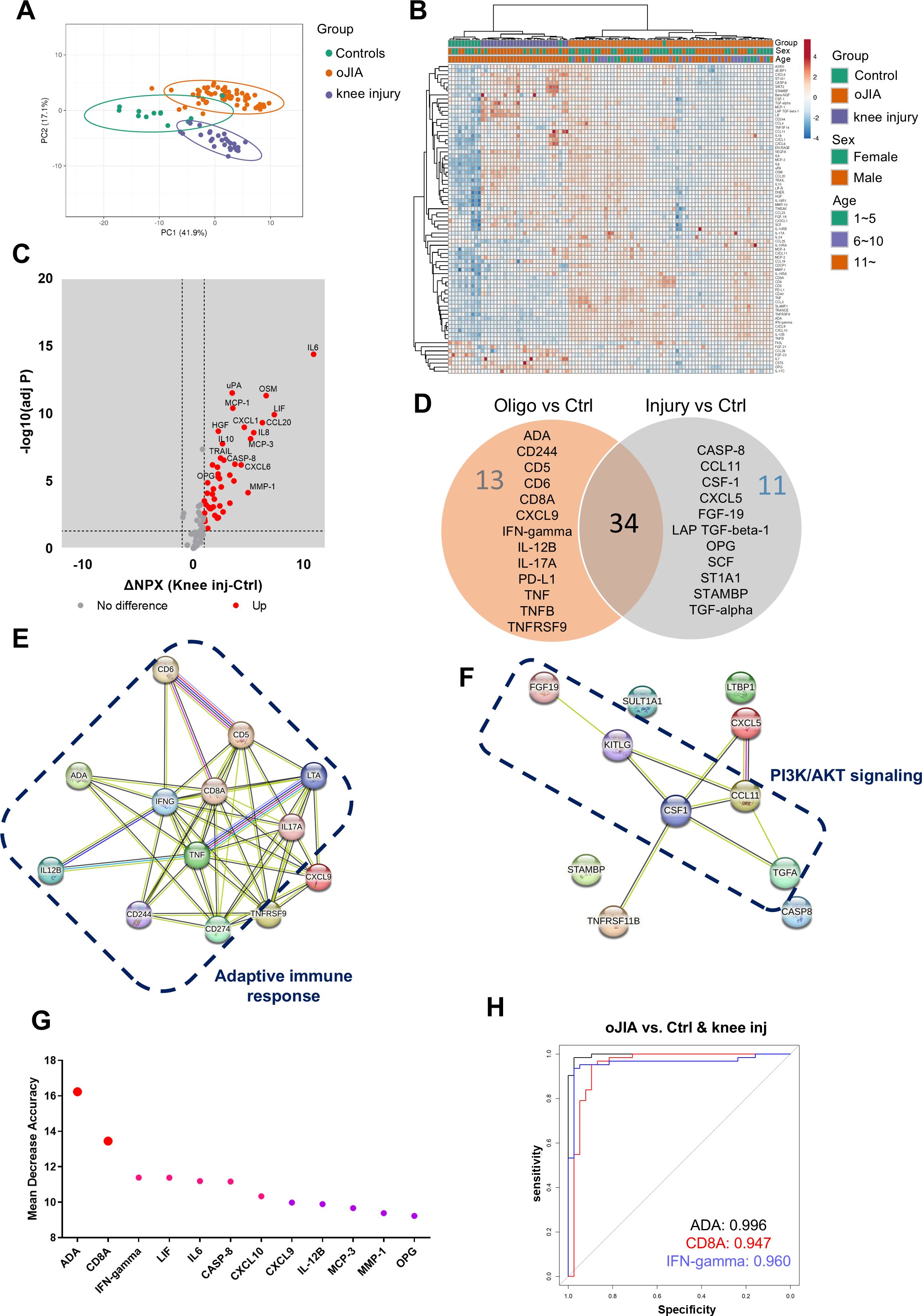 A collection of graphs and diagrams related to a study on knee injury and oligoarticular juvenile idiopathic arthritis (oJIA). A: PCA plot showing separation of control, oJIA, and knee injury groups. B: Heatmap of gene expression data with group, sex, and age information. C: Volcano plot of differentially expressed proteins in knee injury vs. control. D: Venn diagram of differentially expressed proteins in oligo vs. control and injury vs. control groups. E and F: Network diagrams illustrating adaptive immune response and PI3K/AKT signaling pathways. G: Bar graph showing mean decrease accuracy of proteins. H: ROC curve for differentiating oJIA from control and knee injury.