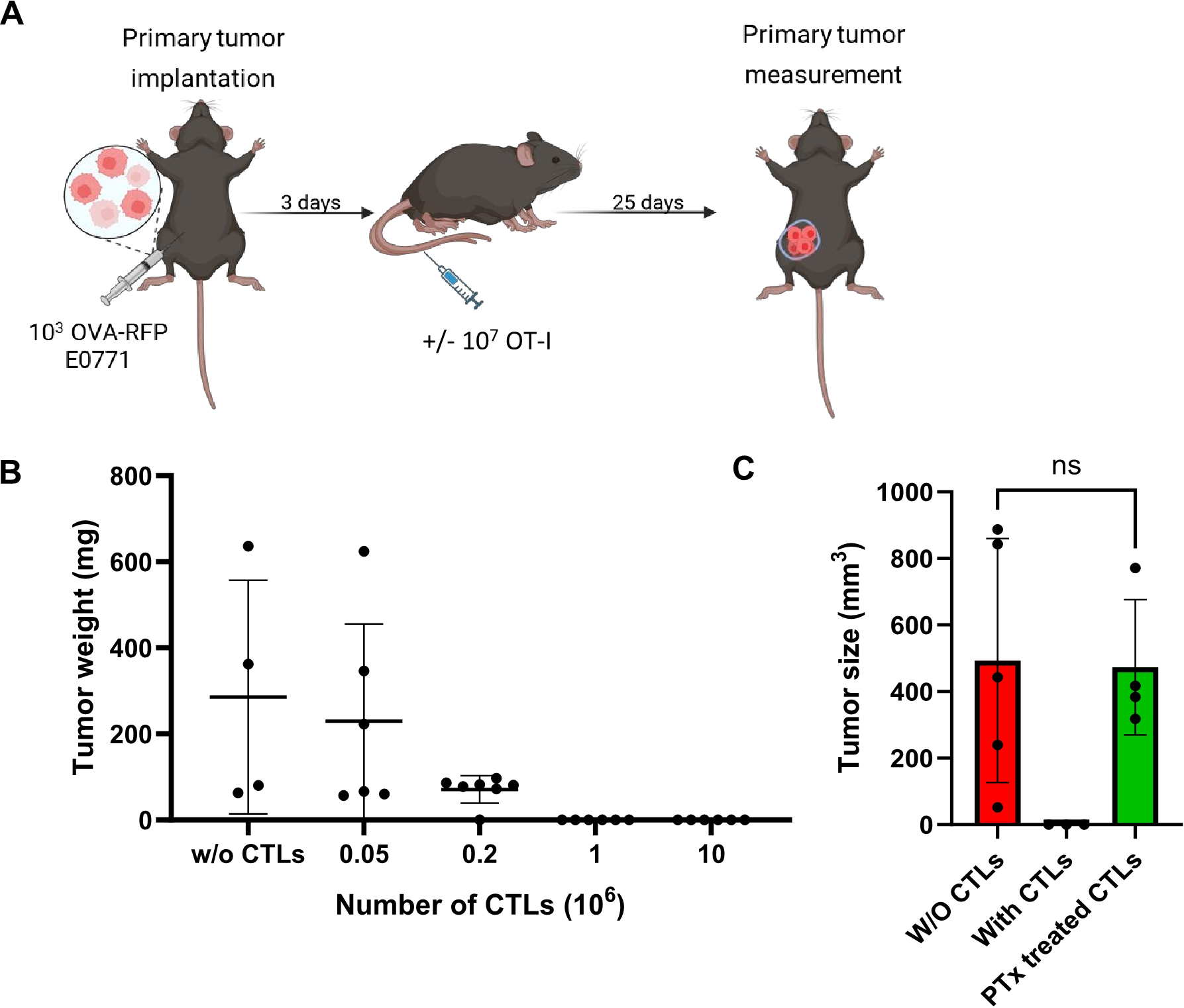 Diagram and charts depicting a tumor implantation and measurement study in mice. Panel A shows a timeline of tumor implantation and measurement in mice with a schematic representation. Panel B displays a scatter plot of tumor weight in milligrams versus the number of cytotoxic T lymphocytes (CTLs) in millions, showing a decrease in tumor weight with increasing CTLs. Panel C shows a bar chart comparing tumor size in cubic millimeters for groups with and without CTLs, indicating no significant difference. Error bars represent standard deviation.
