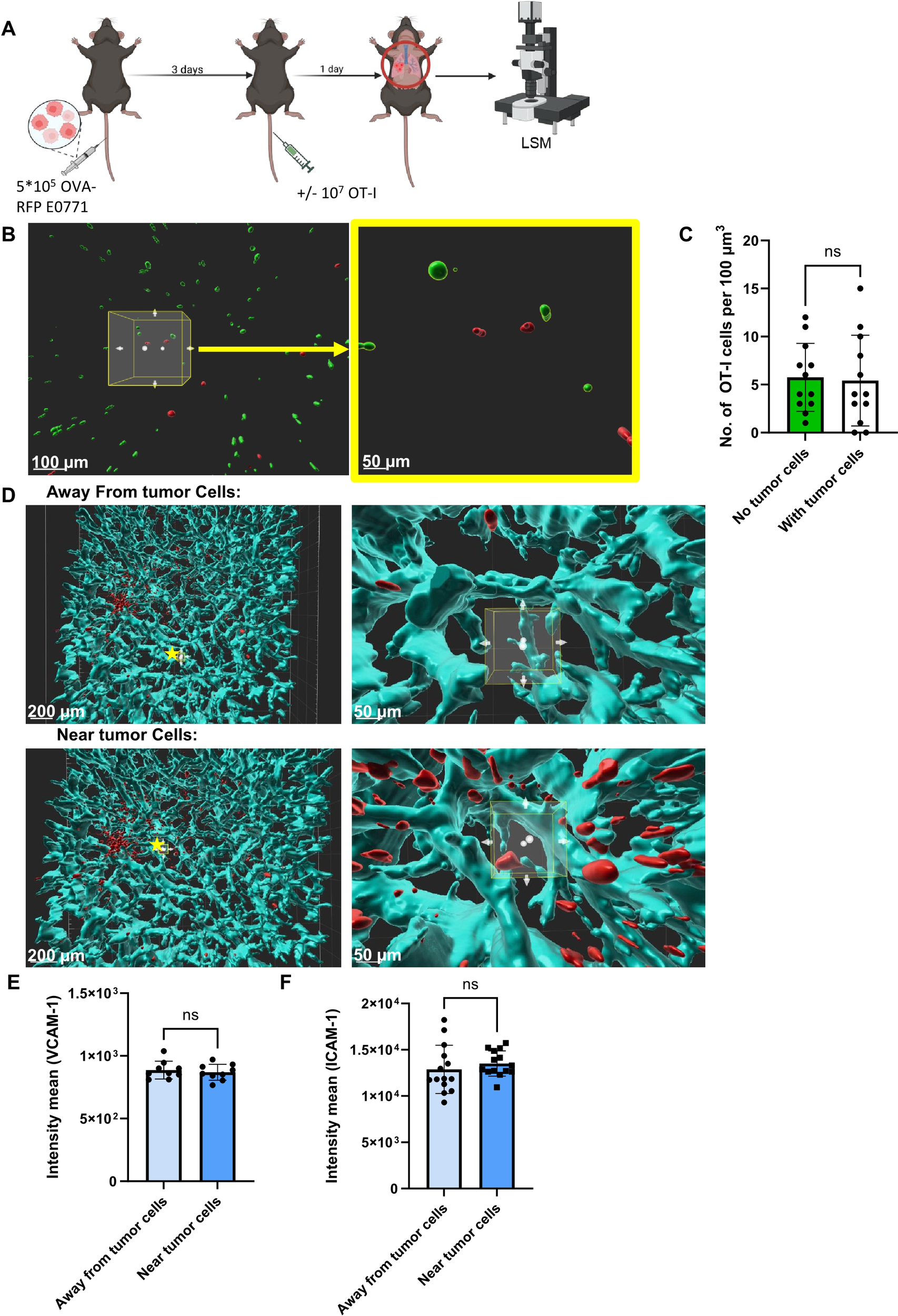 Illustration showing the experimental design and results of a study involving mice with tumors. Panel A depicts a timeline of tumor cell injection, OT-I transfer, and microscopy. Panel B presents a microscopy image highlighting tumor and immune cells, with a close-up on the right. Panel C displays a bar chart comparing the number of OT-I cells per 100 cubic micrometers with and without tumor cells, showing no significant difference (ns). Panel D includes images of cellular environments away from and near tumor cells. Panels E and F feature bar graphs comparing the intensity mean of VCAM-1 and ICAM-1 near and away from tumor cells, both marked as not significant (ns).