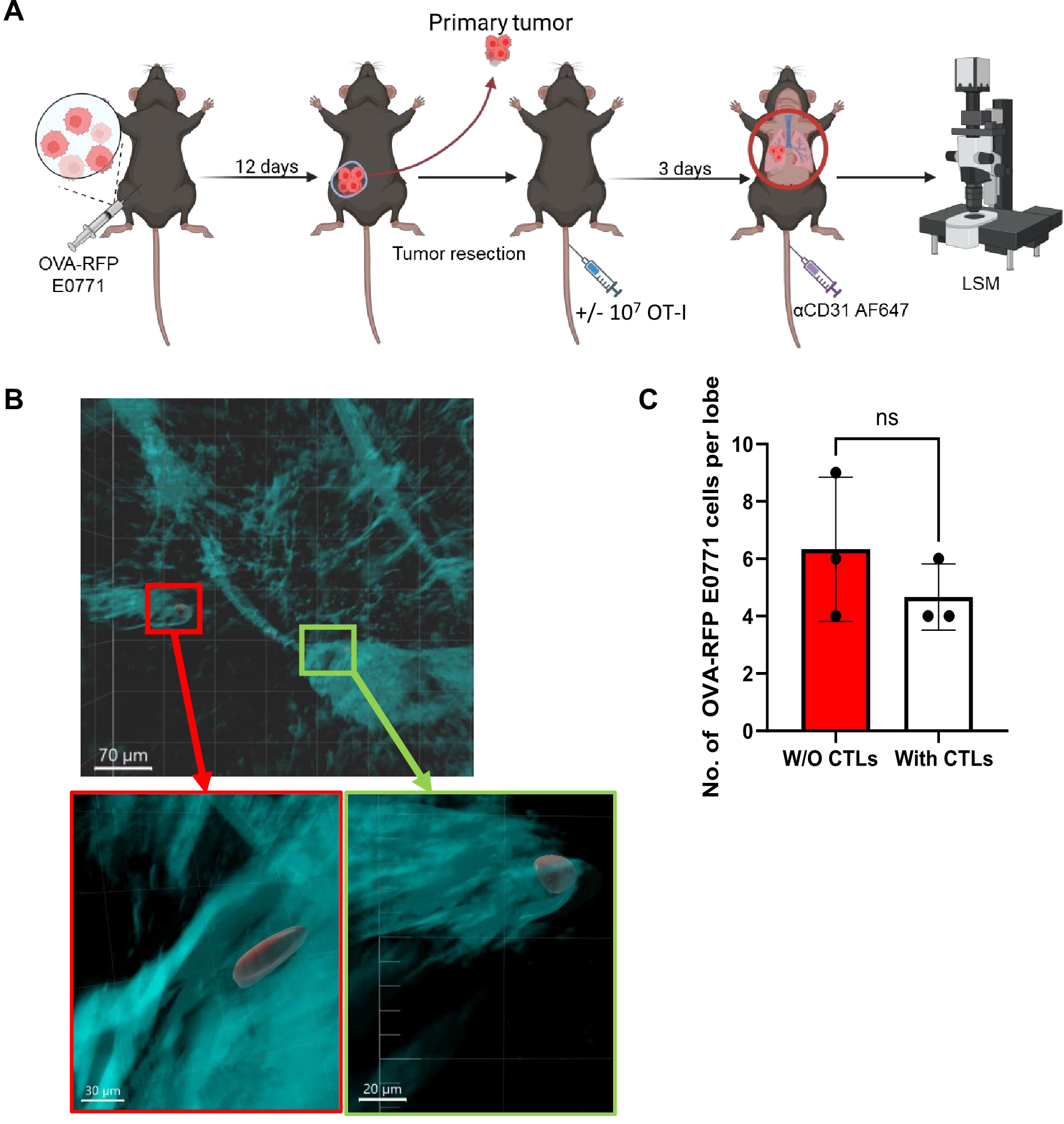 Panel A shows a diagram of mice undergoing tumor resection, followed by OT-I injection and imaging. Panel B displays fluorescence microscopy images of tumor tissues with highlighted regions. Panel C is a bar graph comparing the number of OVA-RFP E0771 cells per lobe, showing no significant difference between groups with and without CTLs.