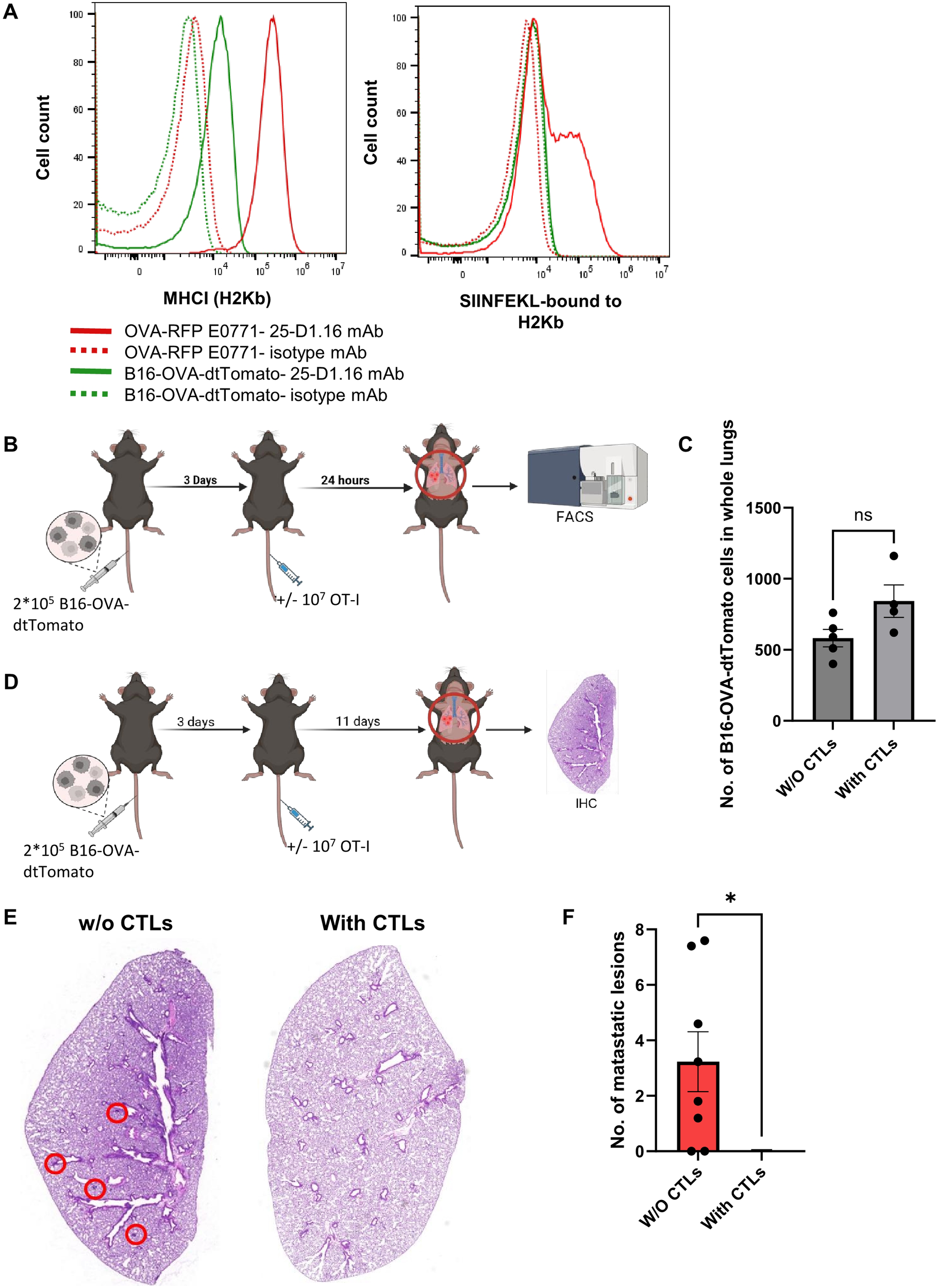 Panel A shows two flow cytometry graphs comparing cell count of MHCI (H2Kb) and SIINFEKL-bound to H2Kb for OVA-RFP E0771 and B16-OVA-dtTomato with different antibodies. Panel B illustrates an experiment with mice receiving B16-OVA-dtTomato cells followed by OT-I injection. Panel C displays a bar graph of B16-OVA-dtTomato cell counts in lungs, showing no significant difference between with and without CTLs. Panel D depicts another mouse experiment with a longer duration before analysis. Panel E features lung histology images showing fewer metastatic lesions with CTLs. Panel F graphs the number of metastatic lesions, showing significant reduction with CTLs.