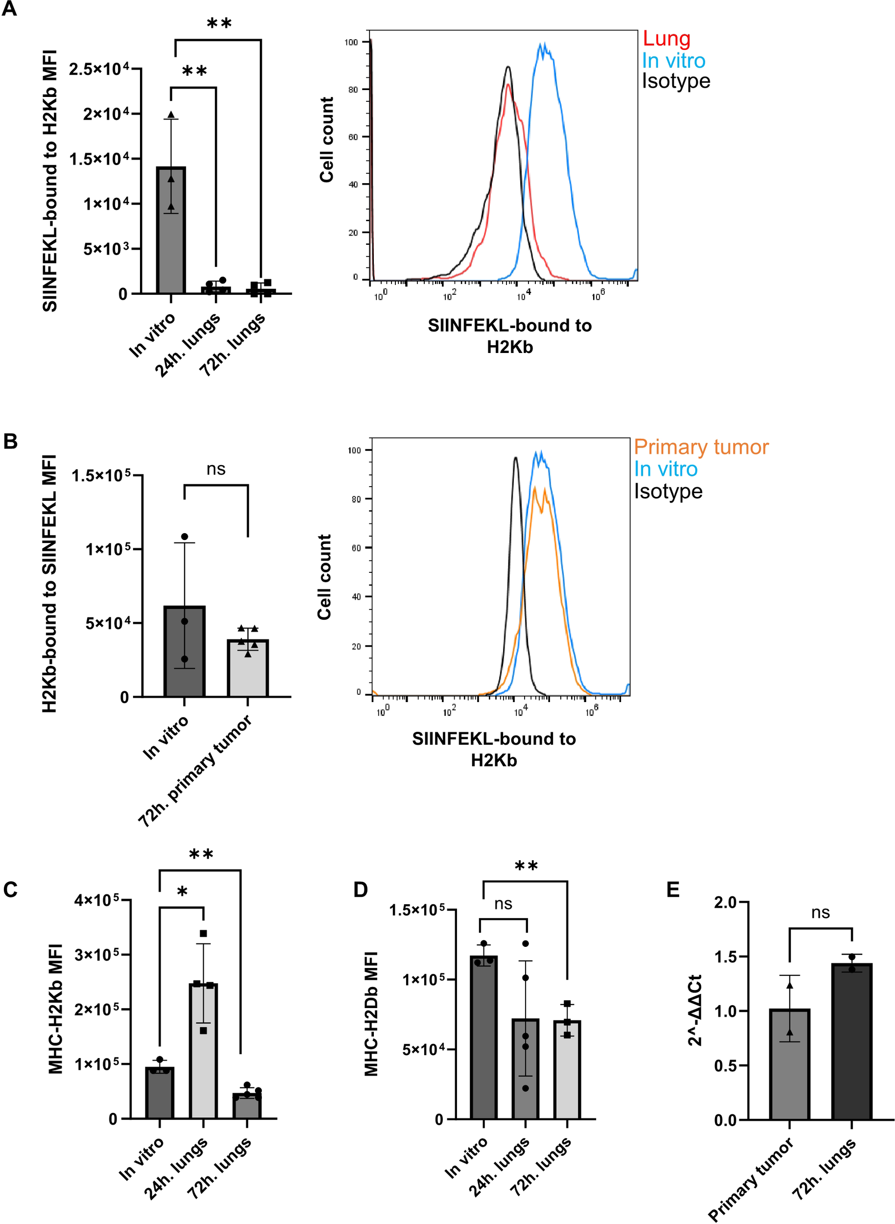 Bar and histogram plots showing SIINFEKL-bound to H2Kb MFI in various conditions (in vitro, lungs, and 2 lung time points, compared to in vitro) at different time points. A: Significant differences in SIINFEKL binding between in vitro and lung samples over 24 and 72 hours. B: Comparison between in vitro and primary tumor shows no significant difference. C and D: MHC-I expression shows differences between in vitro and lung samples with varying significance. E: Gene expression analysis with no difference between primary tumor and 72-hour lung. Statistical significance is indicated with asterisks, and “ns” indicates not significant.
