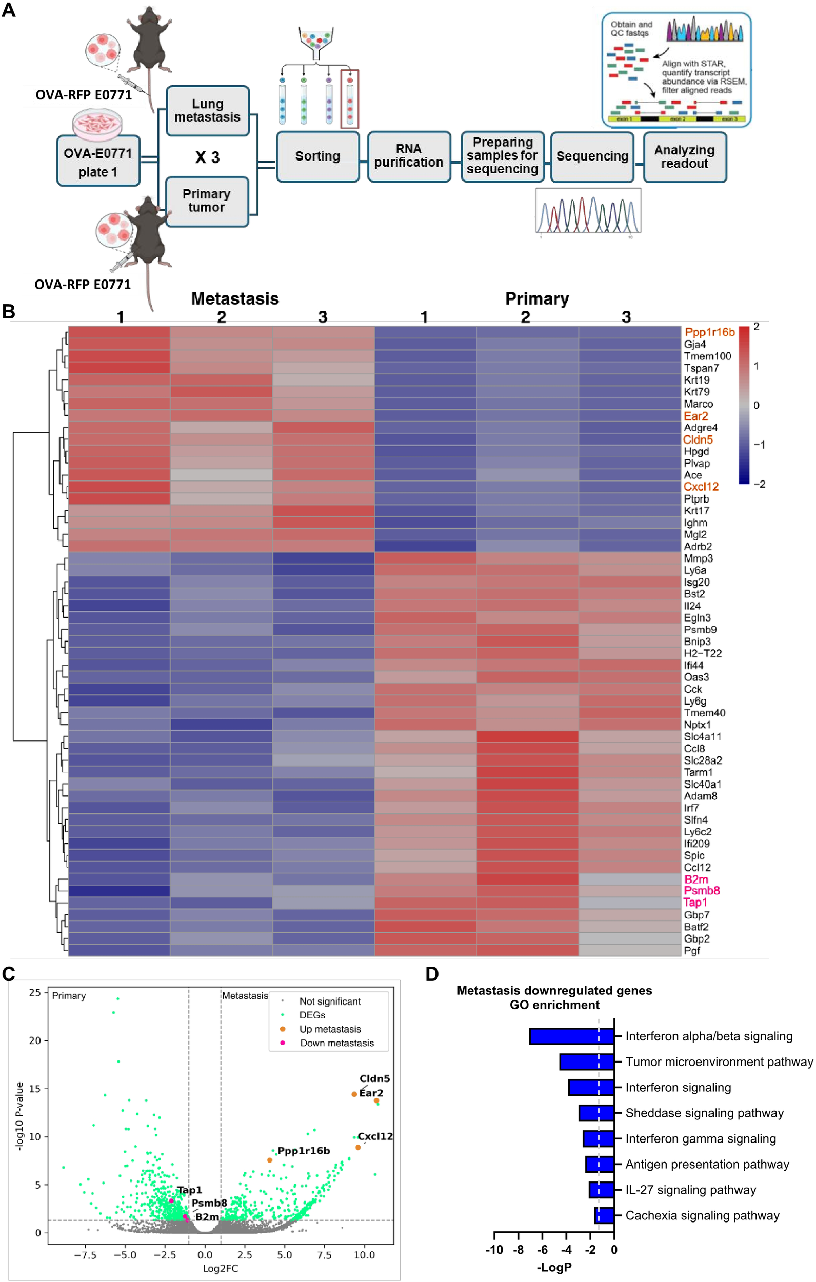 Diagram depicting a research process and data analysis. Panel A illustrates the experimental workflow with mice models for lung metastasis and primary tumor, showing steps from tumor extraction to data analysis. Panel B presents a heatmap of gene expression differences between metastasis and primary tumor samples, with color coding for expression levels. Panel C is a volcano plot displaying differentially expressed genes, highlighting significant upregulated and downregulated genes in metastasis. Panel D features a bar chart of gene ontology enrichment for downregulated genes, showing pathways like interferon signaling and tumor microenvironment.