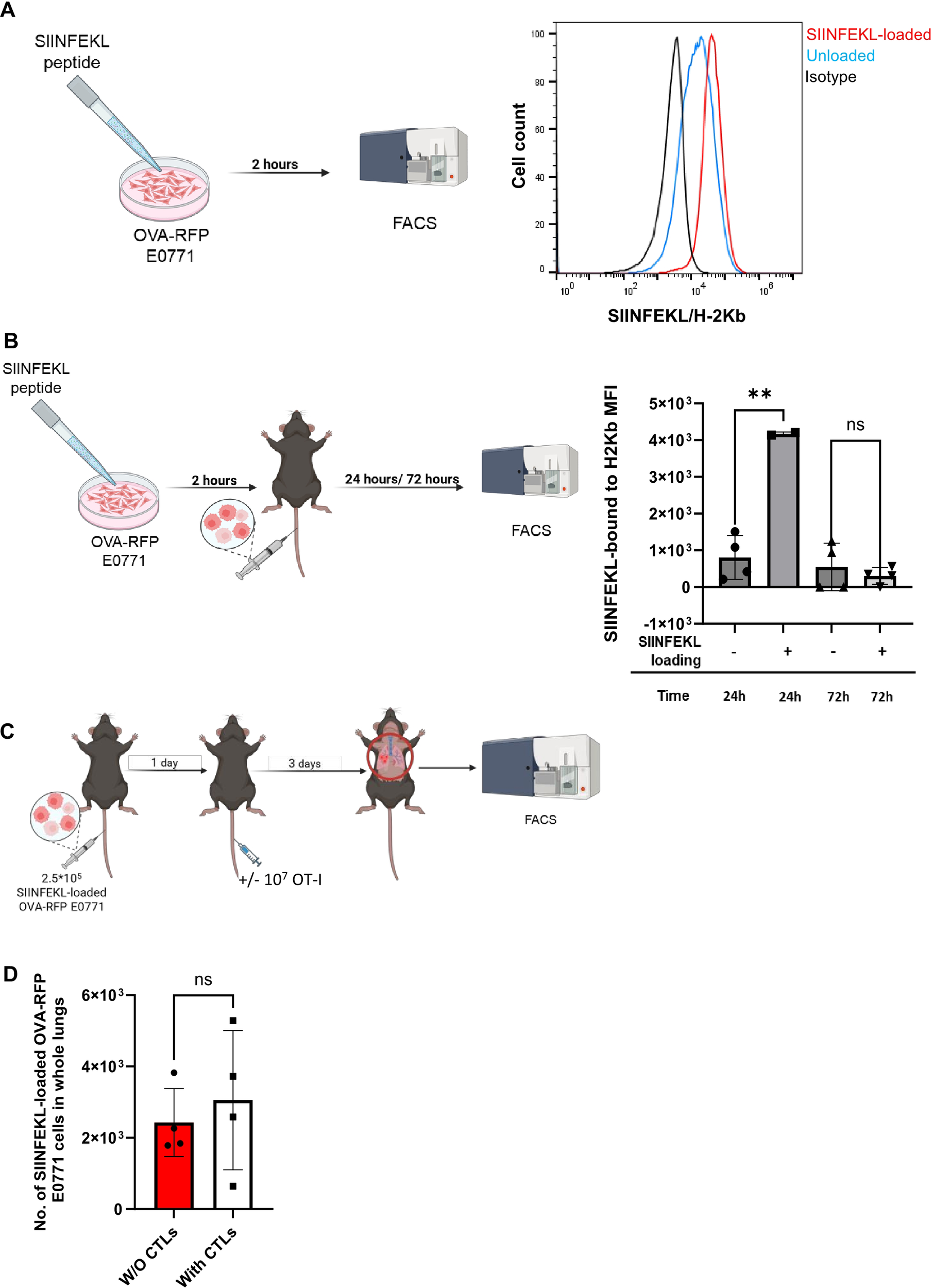 Diagram of an experiment involving mouse models and flow cytometry analysis. Panels A to C depict steps using SIINFEKL peptide and OVA-RFP E0771 cells. Panel A shows peptide incubation for two hours followed by flow cytometry analysis with a cell count graph showing peptide binding. Panel B includes injection into mice, followed by analysis at 24 and 72 hours, with a bar graph indicating MFI values. Panel C depicts further experiment steps, including the use of OT-I cells, with flow cytometry analysis. Panel D features a bar graph comparing the number of loaded cells with and without CTLs.