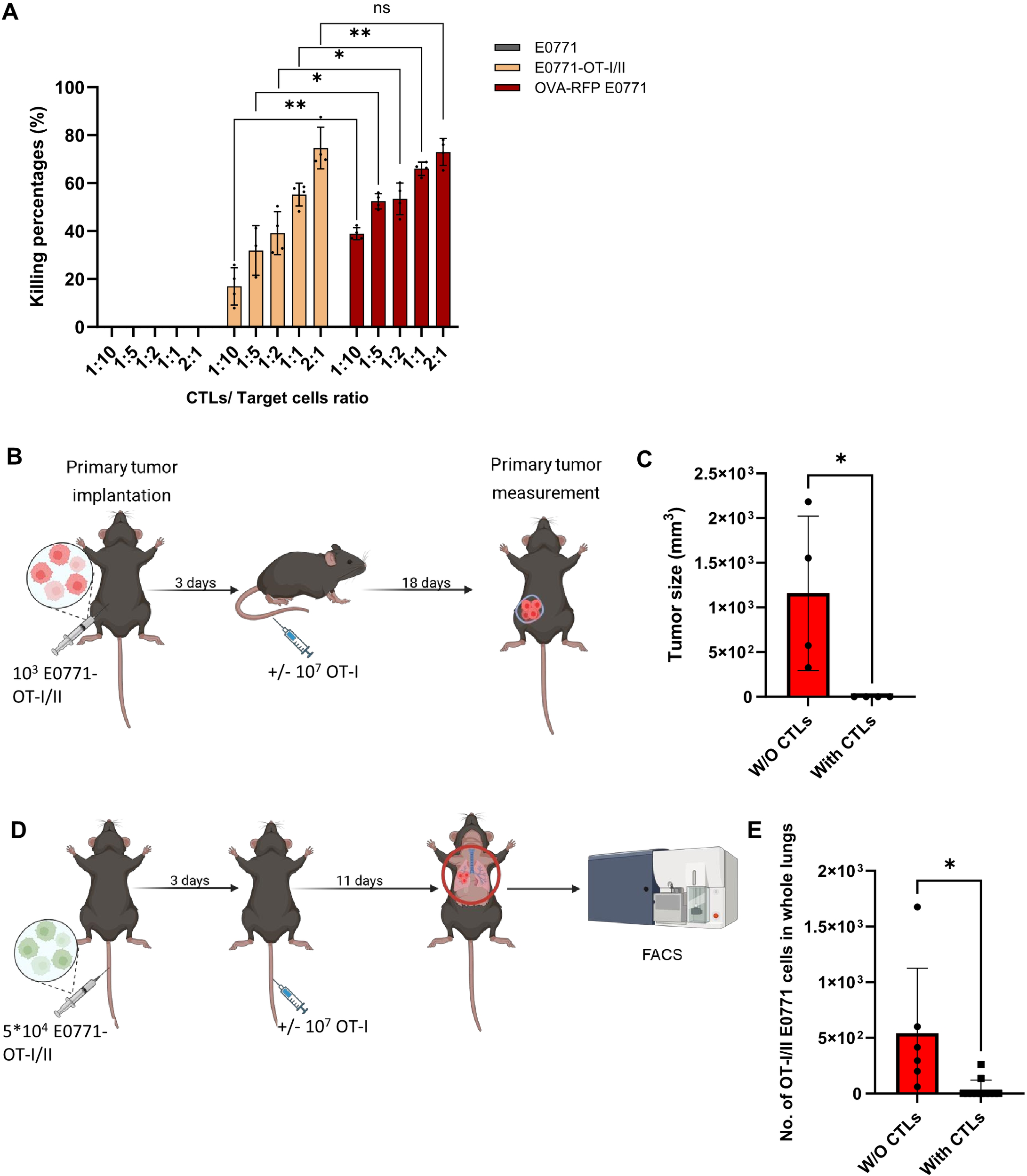 Graph A shows killing percentages of different cell types at various CTL to target cell ratios, with significant differences marked. Diagram B illustrates primary tumor implantation and measurement in mice over twenty-one days. Graph C displays tumor size with and without CTLs, indicating a significant size reduction with CTLs. Diagram D details a procedure for analyzing E0771-OT-I/II cells using FACS after implantation. Graph E shows the number of cells in lungs, significantly fewer with CTLs.
