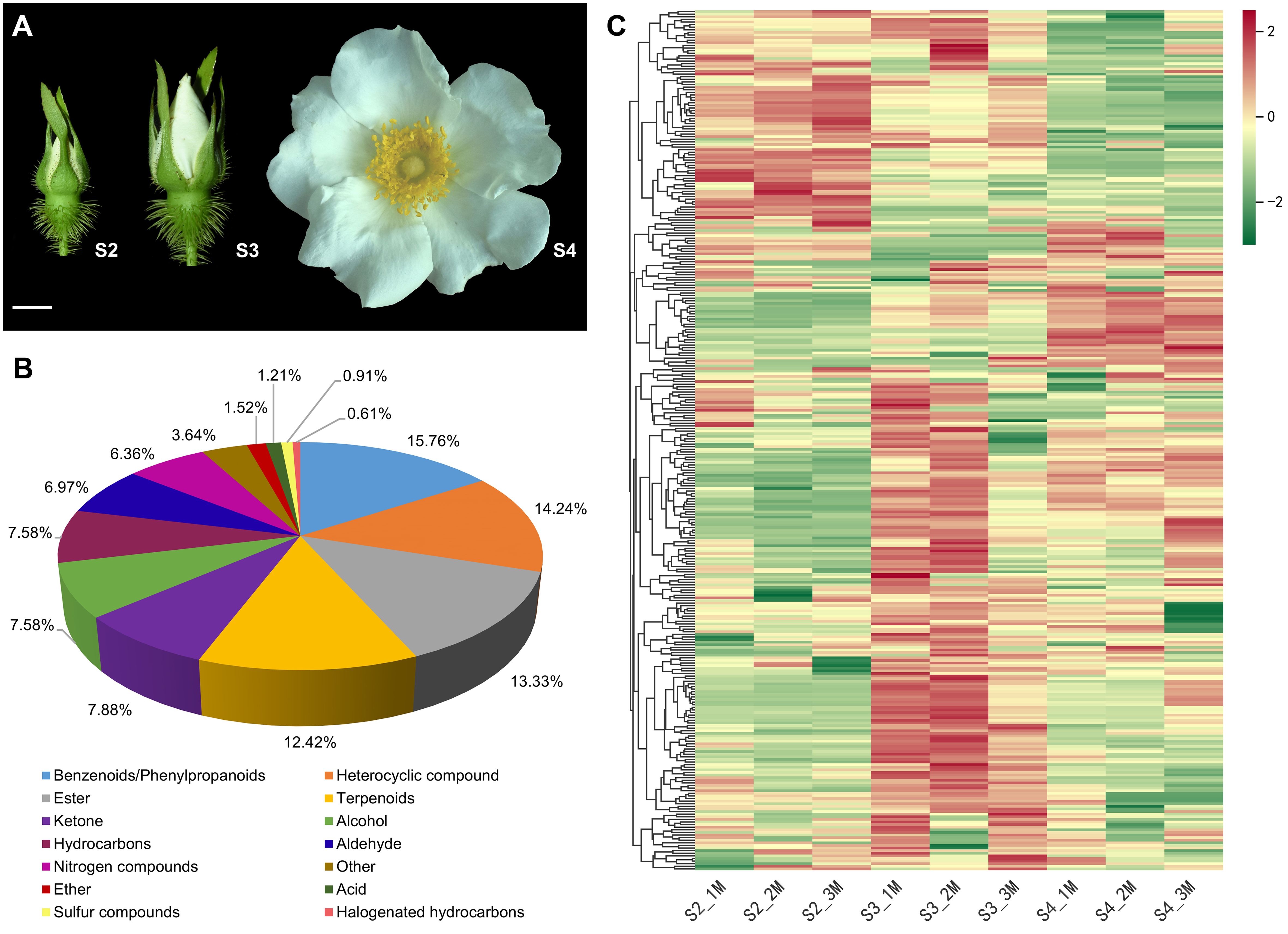 Three-panel image: Panel A shows four stages of a flower, labeled S2 to S4, from bud to full bloom with white petals and a yellow center. Panel B is a pie chart depicting the percentage distribution of various chemical compound classes, with benzenoids/phenylpropanoids at 15.76% being the largest category. Panel C presents a heat map of color-coded data, ranging from red to green, with hierarchical clustering shown on the side.