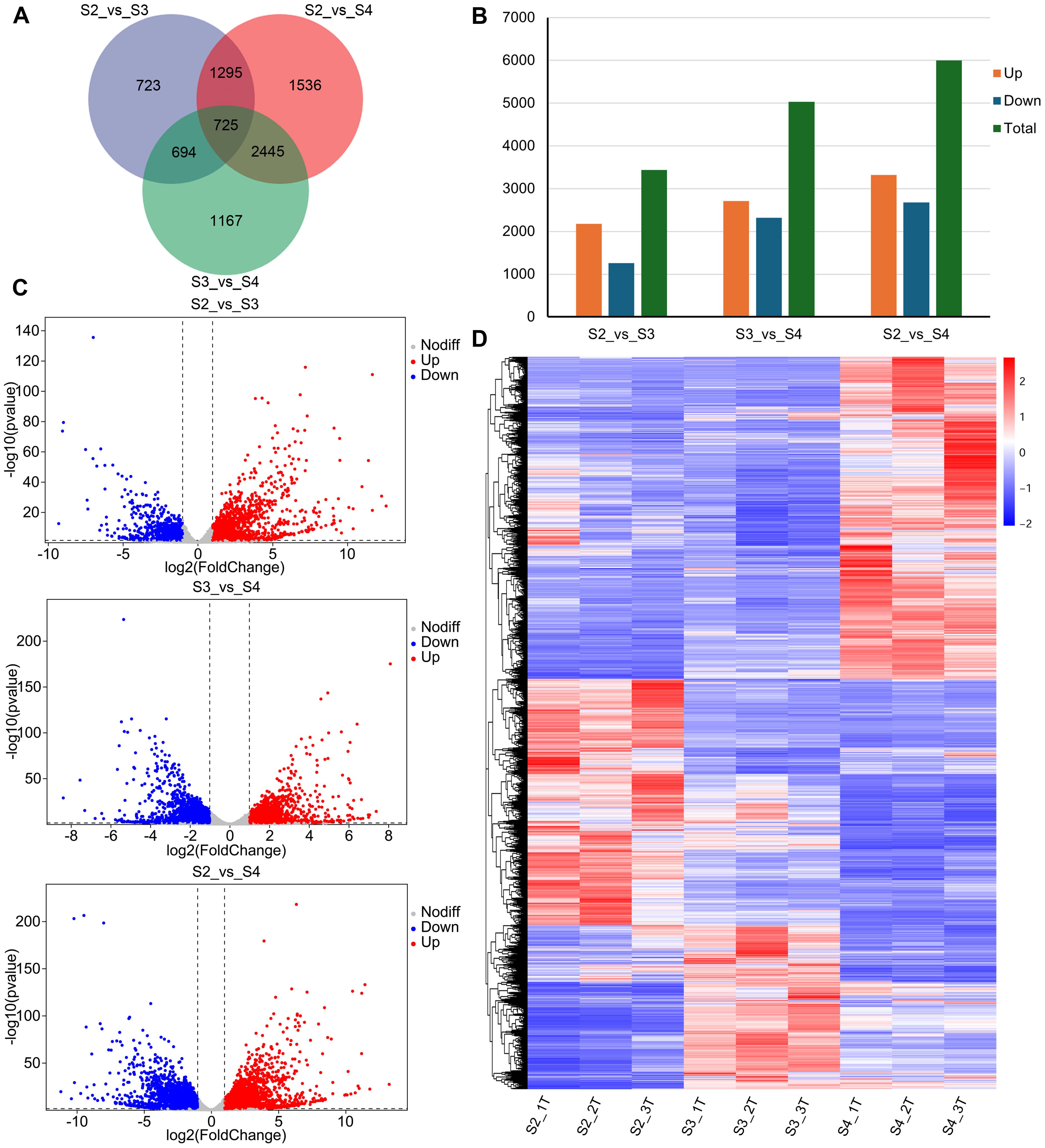 Graphic showing four panels: (A) Venn diagram comparing gene overlaps among S2_vs_S3, S2_vs_S4, and S3_vs_S4. (B) Bar chart showing upregulated, downregulated, and total gene numbers across comparisons. (C) Three volcano plots illustrating gene expression changes for S2_vs_S3, S3_vs_S4, and S2_vs_S4, with points colored by significance. (D) Heatmap with hierarchical clustering to show expression patterns across samples S2_T, S2_3T, S3_T, S3_3T, S4_T, and S4_3T, with a blue to red color scale for expression levels.