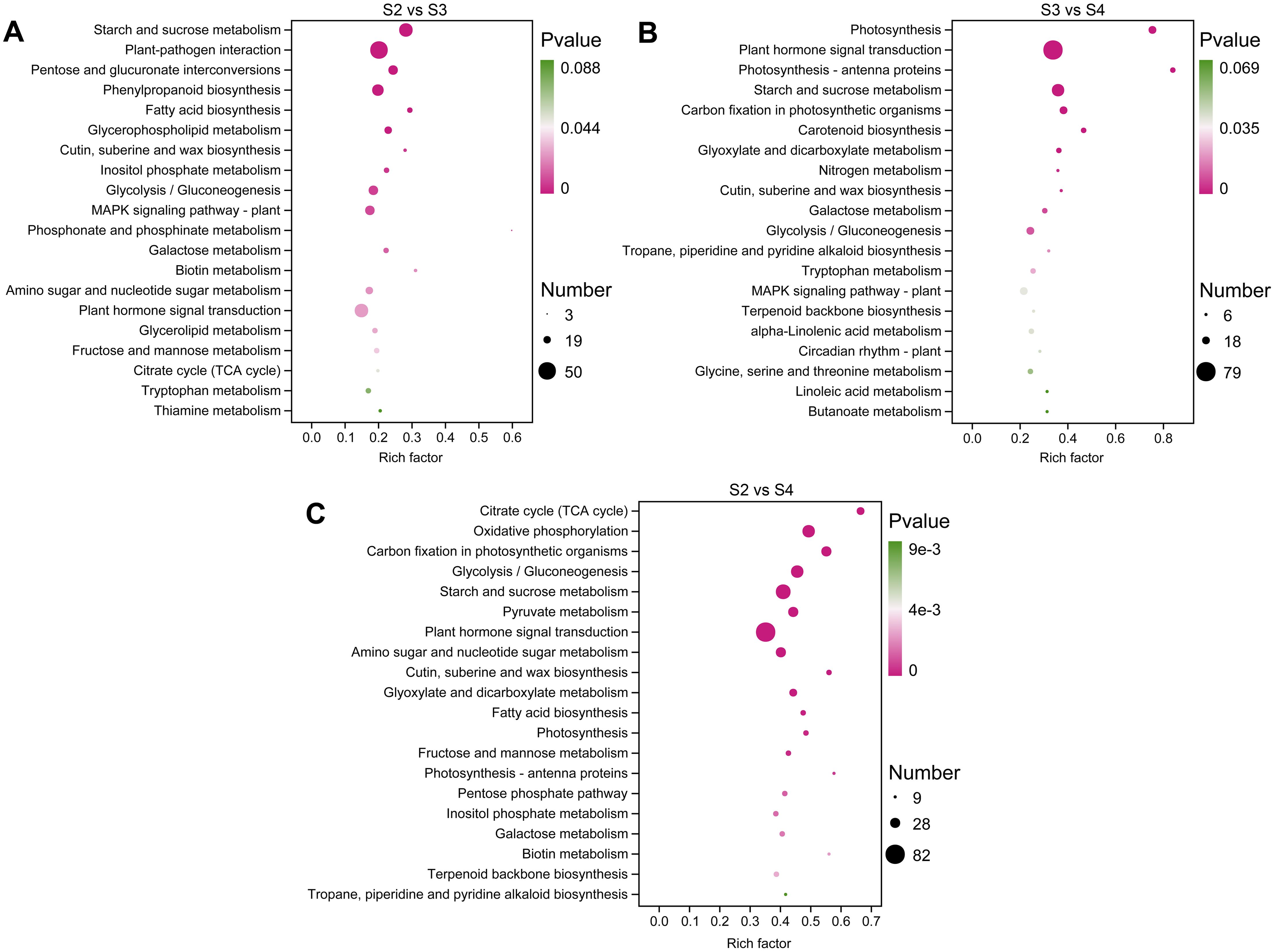 Three scatter plots labeled A, B, and C depict metabolic pathways enriched across conditions S2 vs S3, S3 vs S4, and S2 vs S4, respectively. Each plot displays pathways on the y-axis and rich factor on the x-axis. Dot size indicates the number of genes involved, and color represents the p-value, ranging from green to magenta.