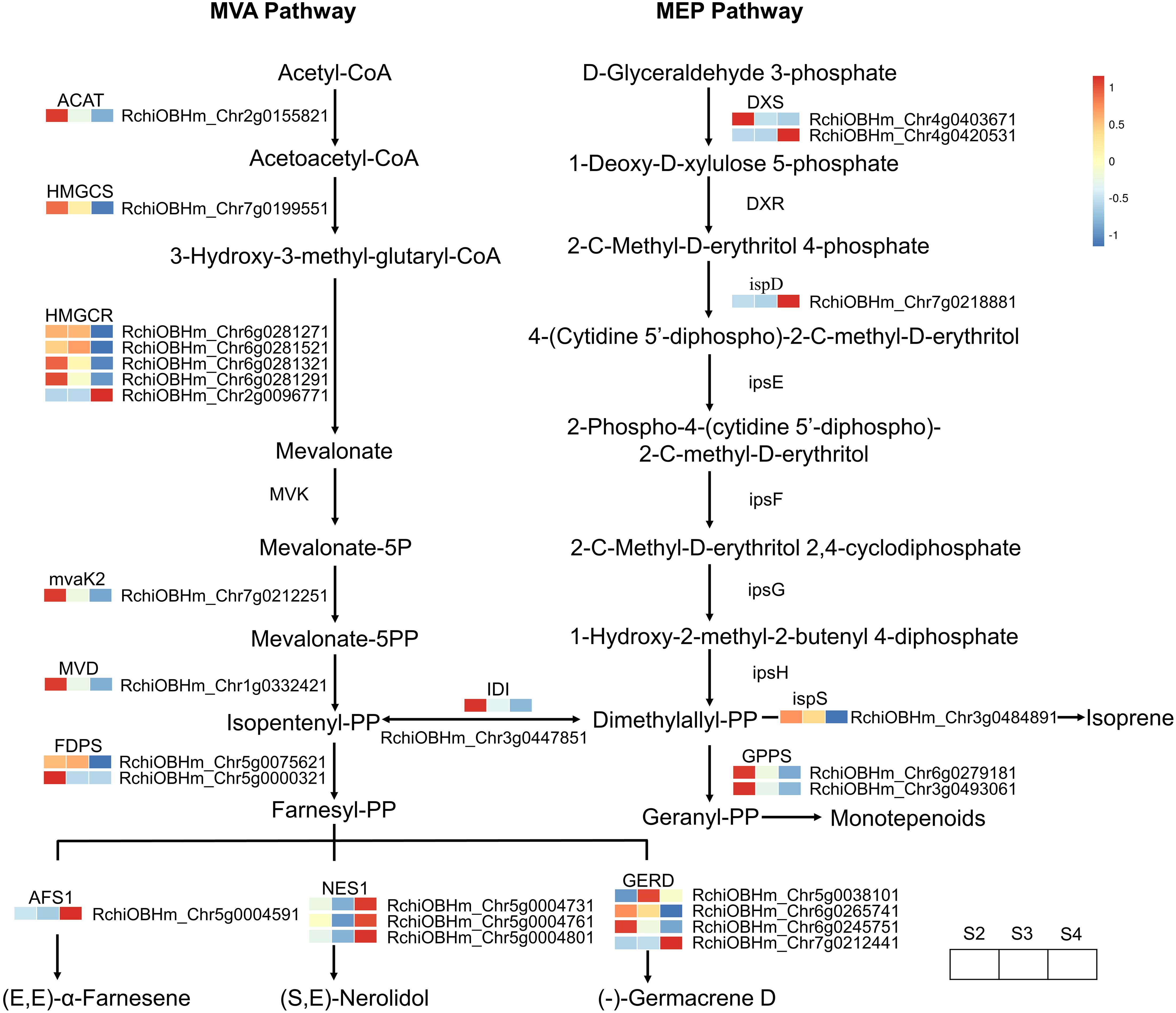 Diagram of the MVA and MEP pathways showing the conversion of substrates to various products in terpenoid biosynthesis. The MVA pathway begins with acetyl-CoA and ends with farnesyl-PP, producing products like (E,E)-α-farnesene. The MEP pathway starts with D-glyceraldehyde 3-phosphate, leading to isoprene and various monoterpenoids. Enzyme names, gene identifiers, and color-coded expression data are included.