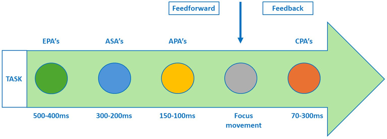 Flowchart illustrating stages of a task in an arrow format. From left to right: EPA's at 500-400ms, ASA's at 300-200ms and APA's at 150-100ms before the movement, being feedforward mechanisms. CPA's occur 70-300ms after the movement as feedback mechanism.