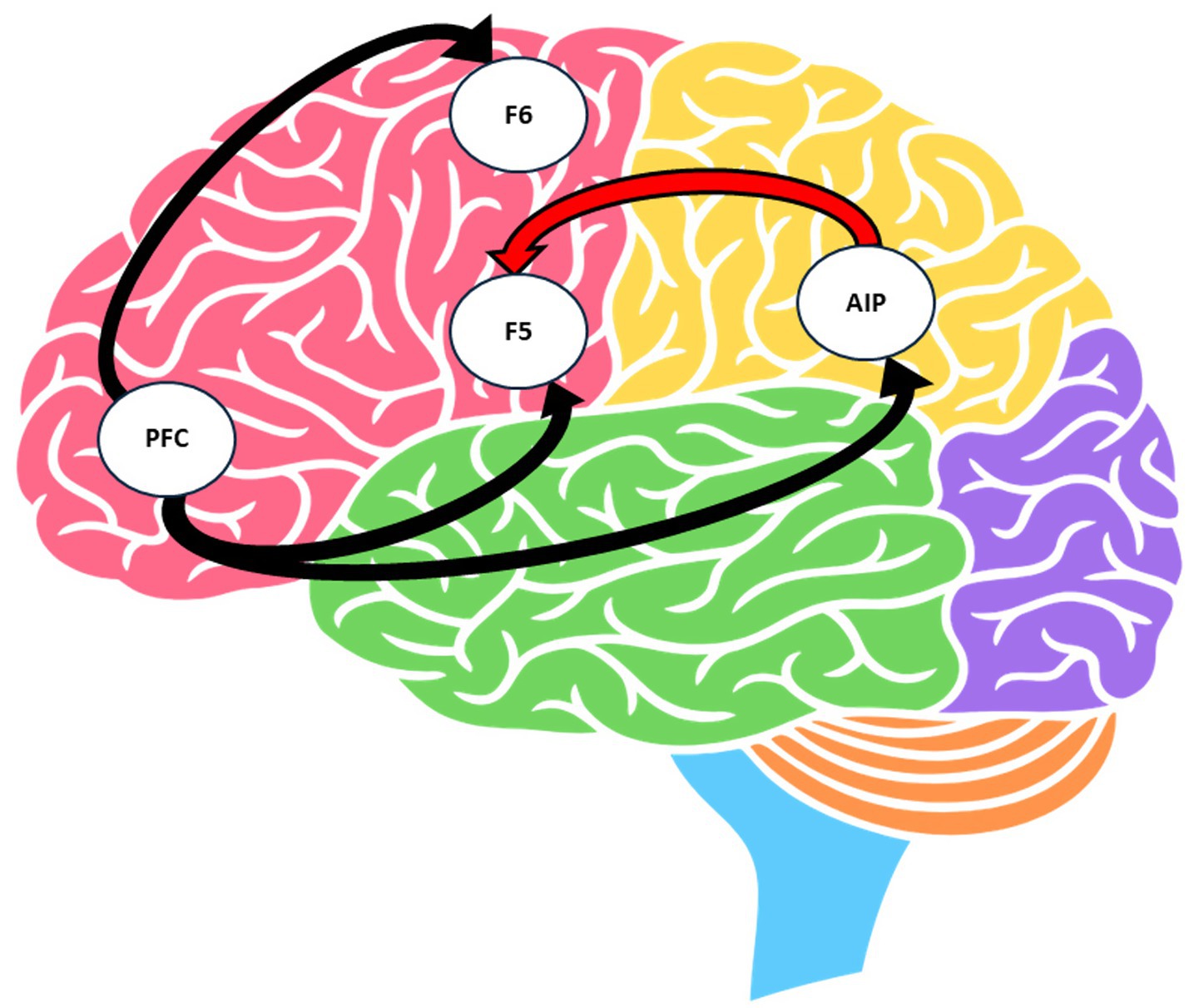Diagram of a brain with colored regions linked by arrows. Labeled areas include PFC, F5, F6 and AIP. Information runs from PFC to F5, F6 and AIP. After processing in the AIP, information about object-related visual features is transmitted back to F5.