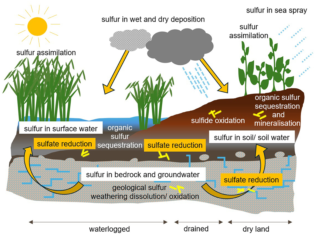 Diagram illustrating the sulfur cycle, depicting processes like sulfur assimilation, reduction, oxidation, and sequestration in different environments. Shows interactions between sulfur in the atmosphere, surface water, soil, and bedrock under varying conditions such as wet, dry, and sea environments. Details include sulfur in wet and dry deposition, sulfur assimilation by plants, sulfate reduction, sulfide oxidation, and mineralization. Arrows indicate the flow and transformation of sulfur compounds across various stages and environments, with labels for waterlogged, drained, and dry land conditions.