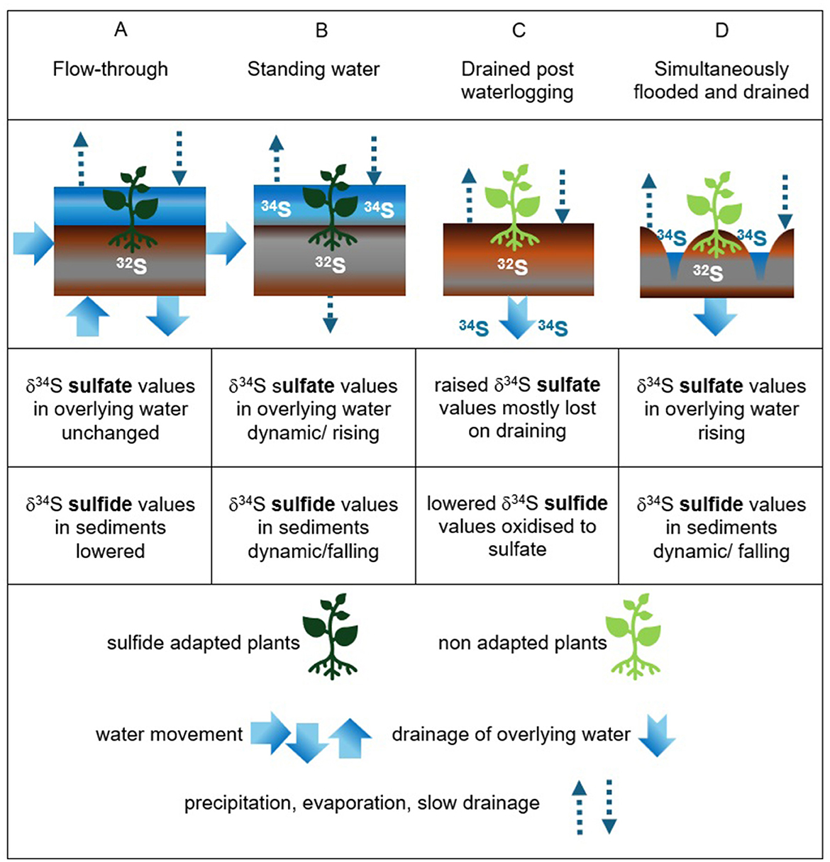 Diagram illustrating four scenarios of water and sulfate interaction in plants: A) Flow-through, B) Standing water, C) Drained post-waterlogging, D) Simultaneously flooded and drained. Each scenario shows changes in δ3⁴S sulfate values in overlying water and sediments, with implications for sulfide-adapted and non-adapted plants. Water movement and processes like precipitation and evaporation are depicted with arrows.