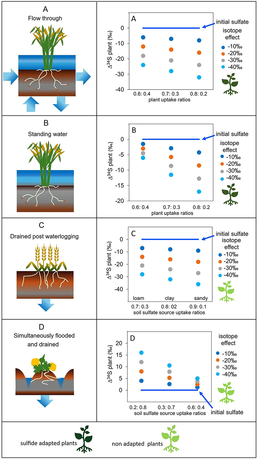 Illustration with four panels (A-D) showing different plant growth experiments under varying water conditions: flow through, standing water, drained post-waterlogging, and simultaneously flooded and drained. Each panel shows a diagram of plants affected by water flow or standing water, alongside corresponding scatter plots. The plots depict plant uptake ratios versus sulfur isotope effects, using colored dots to represent different isotope effects ranging from negative ten to negative forty per mil. Sulfide-adapted plants are shown as dark green, while non-adapted plants are light green.