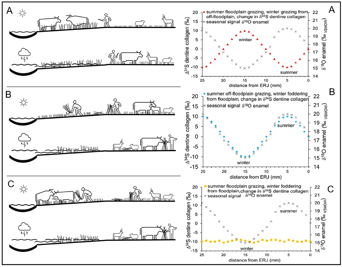 Illustration with three panels (A, B, C) depicting seasonal grazing patterns and their effects on collagen and enamel. Each panel shows summer and winter scenarios: A) Floodplain grazing in summer and off-floodplain in winter; B) Off-floodplain grazing in summer and floodplain in winter; C) Floodplain grazing in summer and winter. Corresponding graphs display changes in δ3⁴S dentine collagen and δ1⁸O enamel values, indicating seasonal dietary shifts, with distinctive patterns for each scenario. Arrows on graphs mark winter and summer peaks for sulfur and oxygen isotopic changes across different distances from ERJ.
