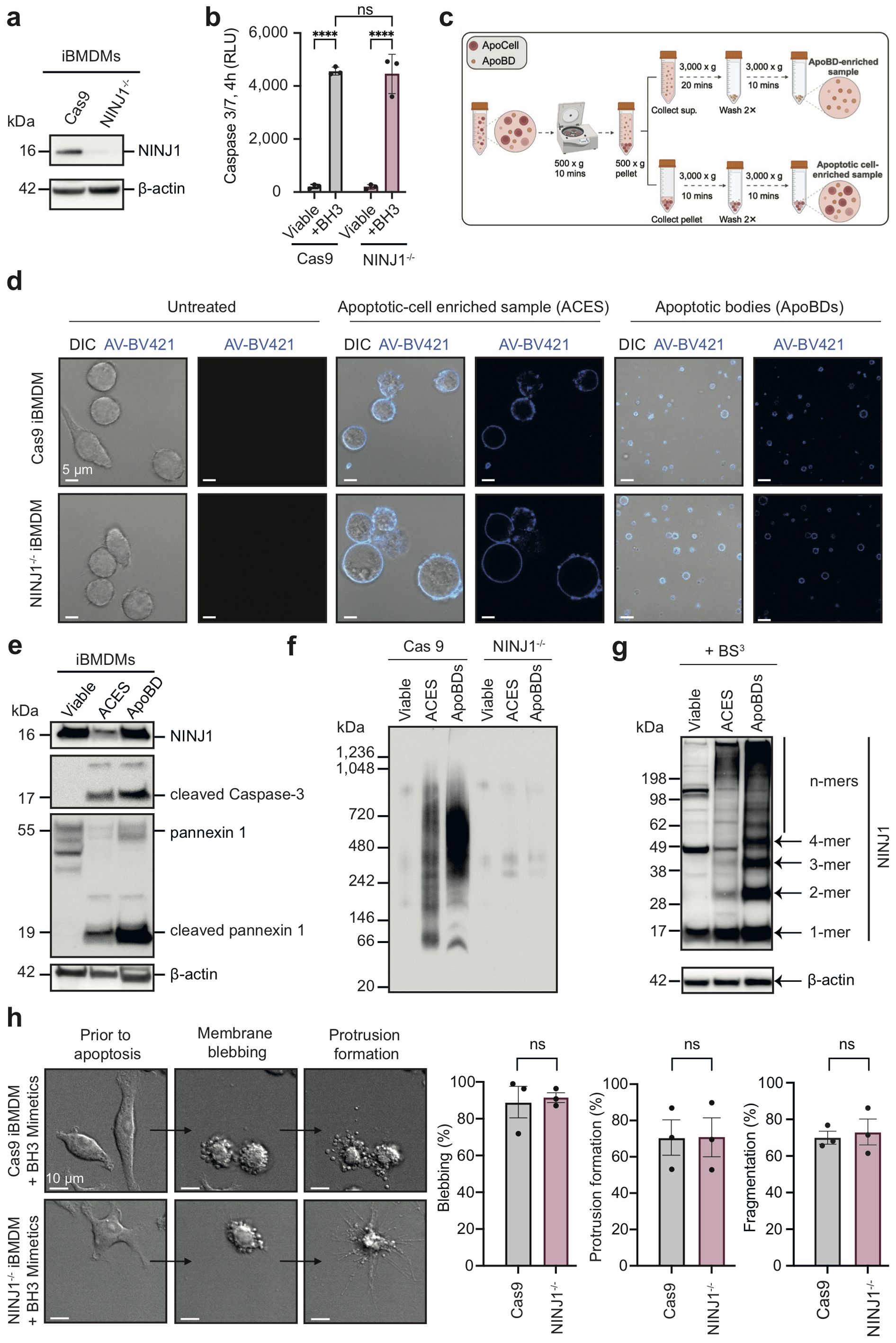 Western blot and assay results depicting the expression and cleavage of proteins in iBMDMs with Cas9 and NINJ1 knockout. Graphs show caspase activity levels. A schematic illustrates apoptotic cell and body isolation. Microscopy images display apoptotic features with different staining. Additional western blots analyze protein presence in viable cells, apoptotic-cell enriched samples, and apoptotic bodies. Microscopy images show cell morphology changes with quantification of blebbing, protrusion, and fragmentation.