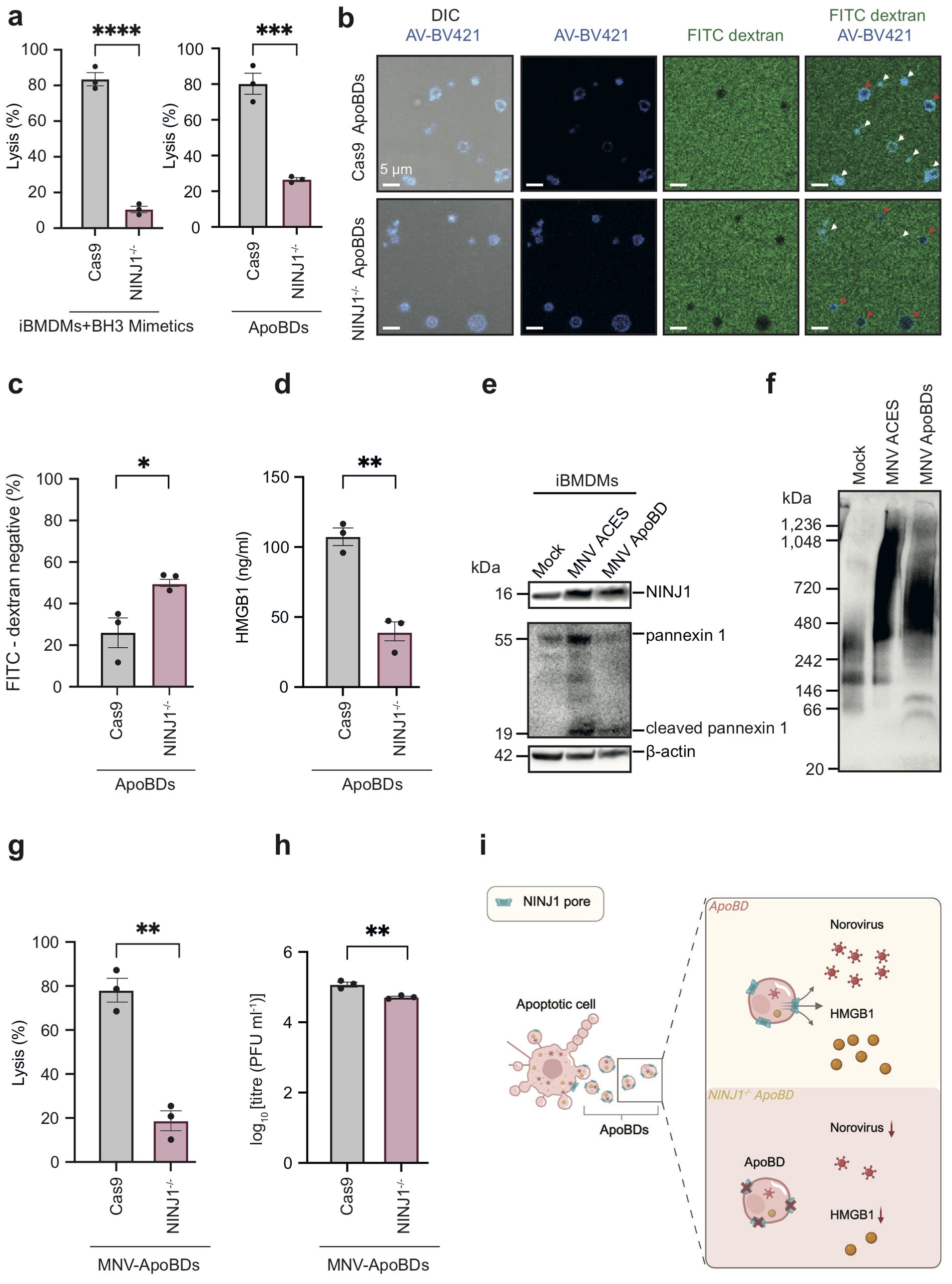 This scientific figure contains multiple panels labeled a through i. Panel a shows bar graphs of lysis percentages for iBMDMs treated with BH3 mimetics and ApoBDs, comparing Cas9 and NINJ1 knockout. Panel b presents microscopy images displaying AV-BV421 and FITC dextran staining on ApoBDs in Cas9 and NINJ1 knockout settings. Panel c and d feature bar graphs showing percentages of FITC dextran negative and HMGB1 levels respectively in ApoBDs with Cas9 and NINJ1 knockout. Panel e and f display Western blots indicating presence of NINJ1, pannexin 1, cleaved pannexin 1, and β-actin in iBMDMs treated with MNV-ApobDs. Panel g and h show bar graphs of lysis percentages and viral titers in MNV-ApobDs with Cas9 and NINJ1 knockout. Panel i is a schematic diagram illustrating the role of NINJ1 pores in the release of norovirus and HMGB1 from apoptotic cells and ApoBDs.