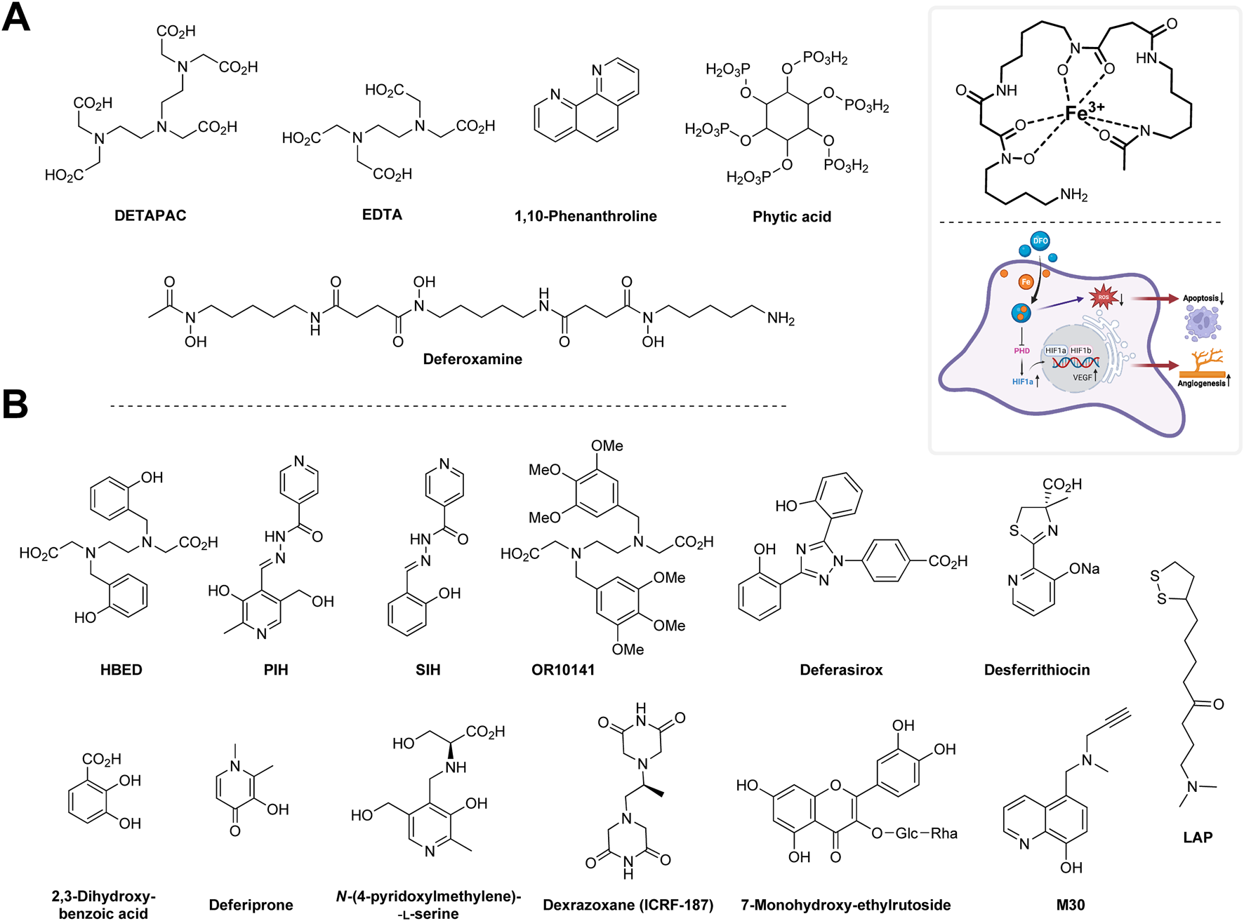 Chemical structures of various iron chelators are depicted. Panel A includes DTPA, EDTA, 1,10-Phenanthroline, Phytic acid, and Deferoxamine. It also shows a schematic of a ferric ion complex and a diagram of apoptosis and angiogenesis pathways involving HIF-1. Panel B shows structures of HBED, PIH, SIH, OR10141, Deferasirox, 2,3-Dihydroxybenzoic acid, Deferiprone, N-(4-pyridoxylmethlyene)-L-serine, Dexrazoxane, 7-Monohydroxy-ethylrutoside, Desferrithiocin, LAP, and M30.