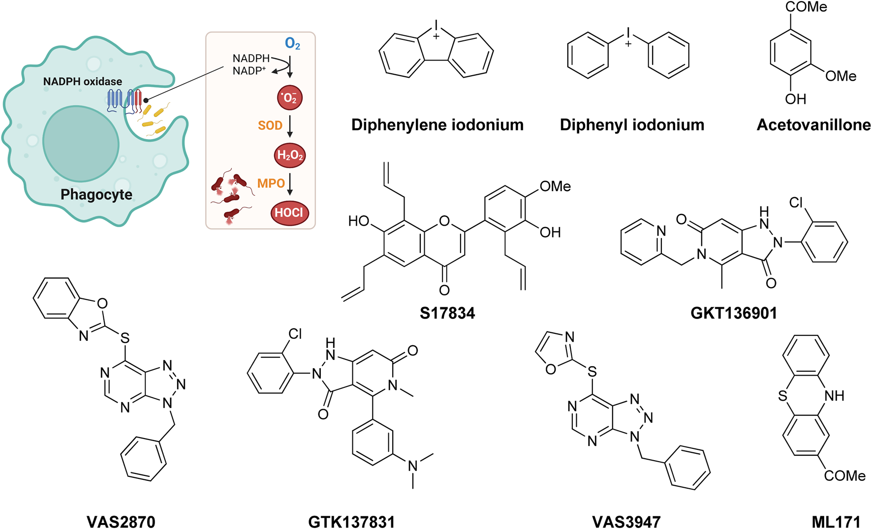 Illustration of a phagocyte cell with NADPH oxidase producing reactive oxygen species. Flow chart shows the conversion of oxygen (O2) to superoxide (•O2-), then hydrogen peroxide (H2O2), and finally hypochlorous acid (HOCl) facilitated by superoxide dismutase (SOD) and myeloperoxidase (MPO). Various chemical structures of inhibitors are shown, including Diphenylene iodonium, Acetovanillone, S17834, GKT136901, VAS2870, GTK137831, VAS3947, and ML171.