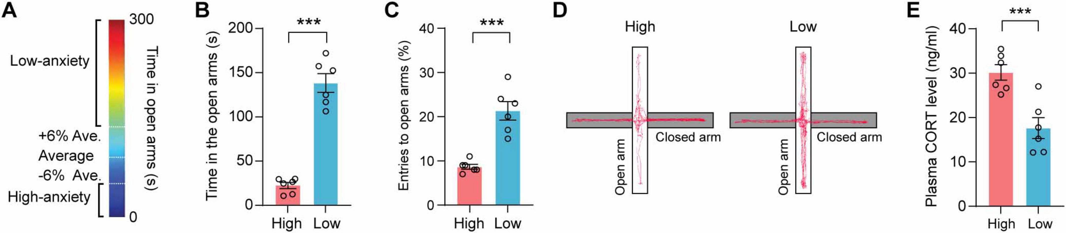 Bar and heat maps illustrating anxiety responses in high and low groups. Panel A: Heat map showing time in open arms from low to high anxiety. Panel B: Bar graph indicating time spent in open arms, with low group spending more time (p<0.001). Panel C: Bar graph of entries to open arms, with low group having higher entries (p<0.001). Panel D: Diagram of open and closed arms setup. Panel E: Bar graph showing plasma CORT levels, with high group having higher levels (p<0.001). Data are displayed with statistical significance indicators.