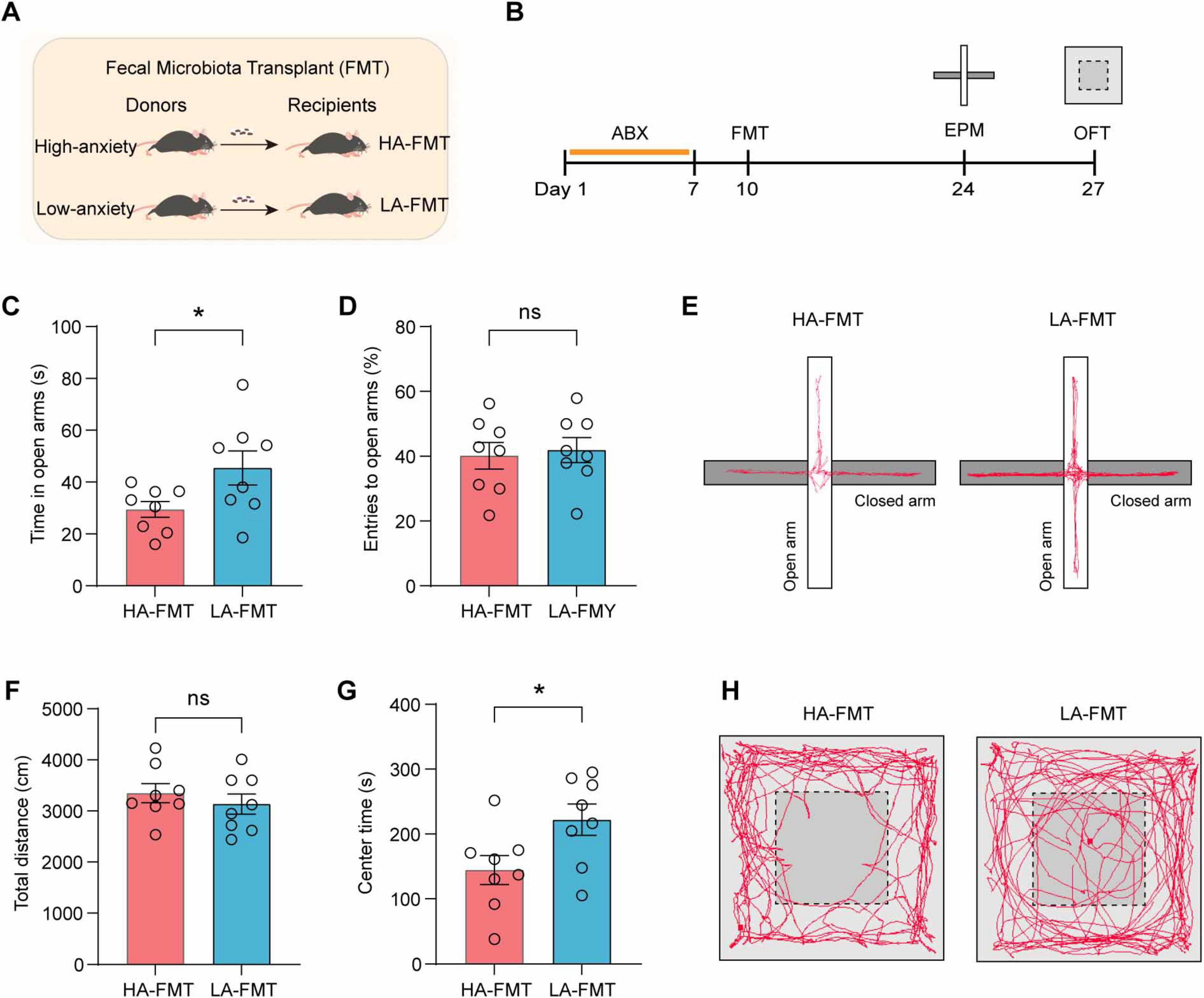 Diagram illustrating a study on fecal microbiota transplant (FMT) effects on anxiety in mice. Panel A shows FMT setup with high-anxiety and low-anxiety donors. Panel B presents the experimental timeline. Panels C to G display graphs comparing HA-FMT and LA-FMT mice on behavioral tests, with significant differences noted. Panel E shows mice paths on an elevated plus maze. Panel H illustrates paths in an open field test.