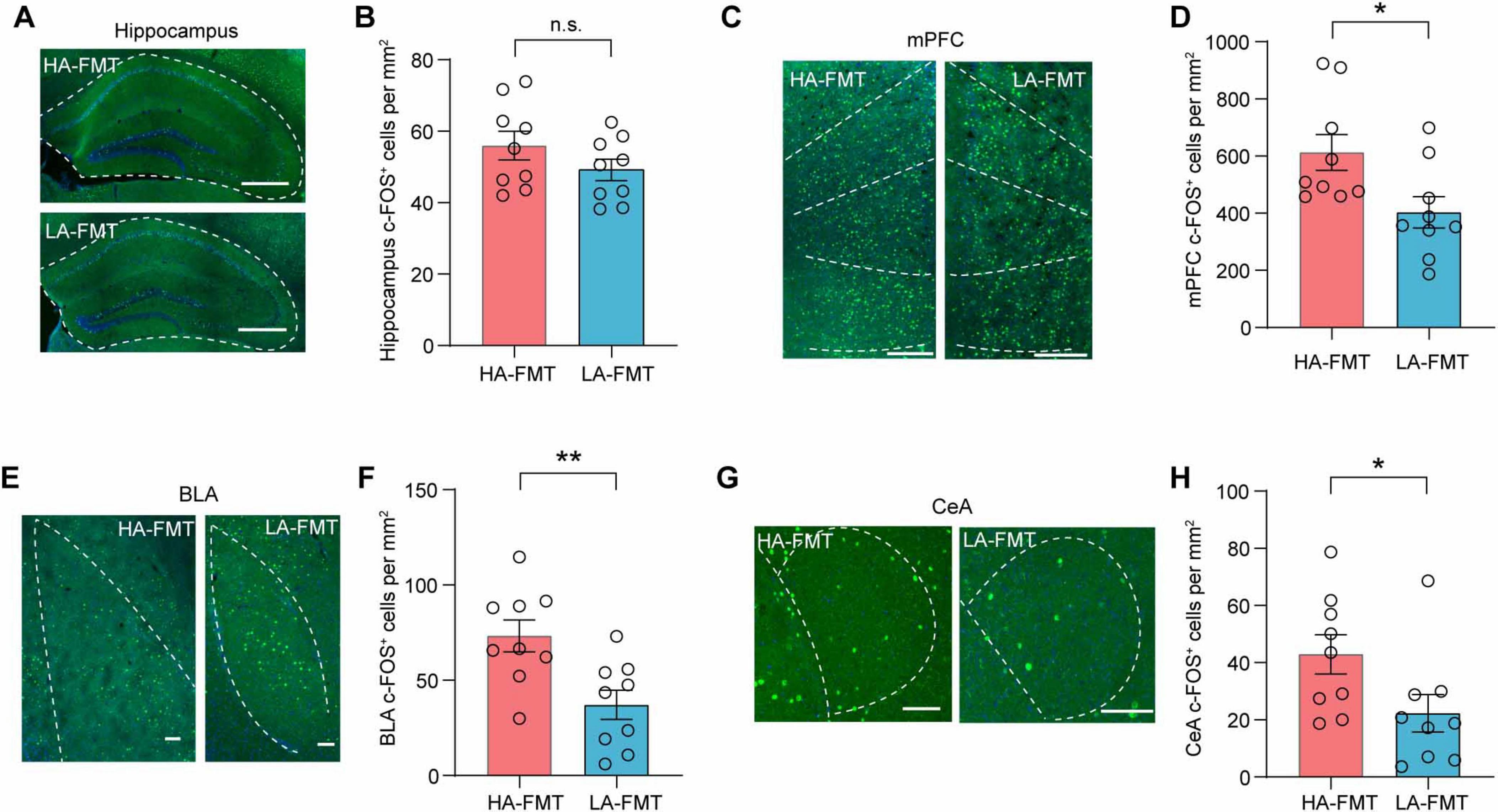 Composite image showing labeled brain regions with bar graphs comparing c-FOS+ cell counts per square millimeter between HA-FMT and LA-FMT groups. Panels A, C, E, G display sections of the hippocampus, mPFC, BLA, and CeA, respectively, with cell staining. Panels B, D, F, H present corresponding bar graphs indicating no significant difference in the hippocampus (n.s.) and significant differences in the mPFC, BLA, and CeA (* for p < 0.05, ** for p < 0.01).
