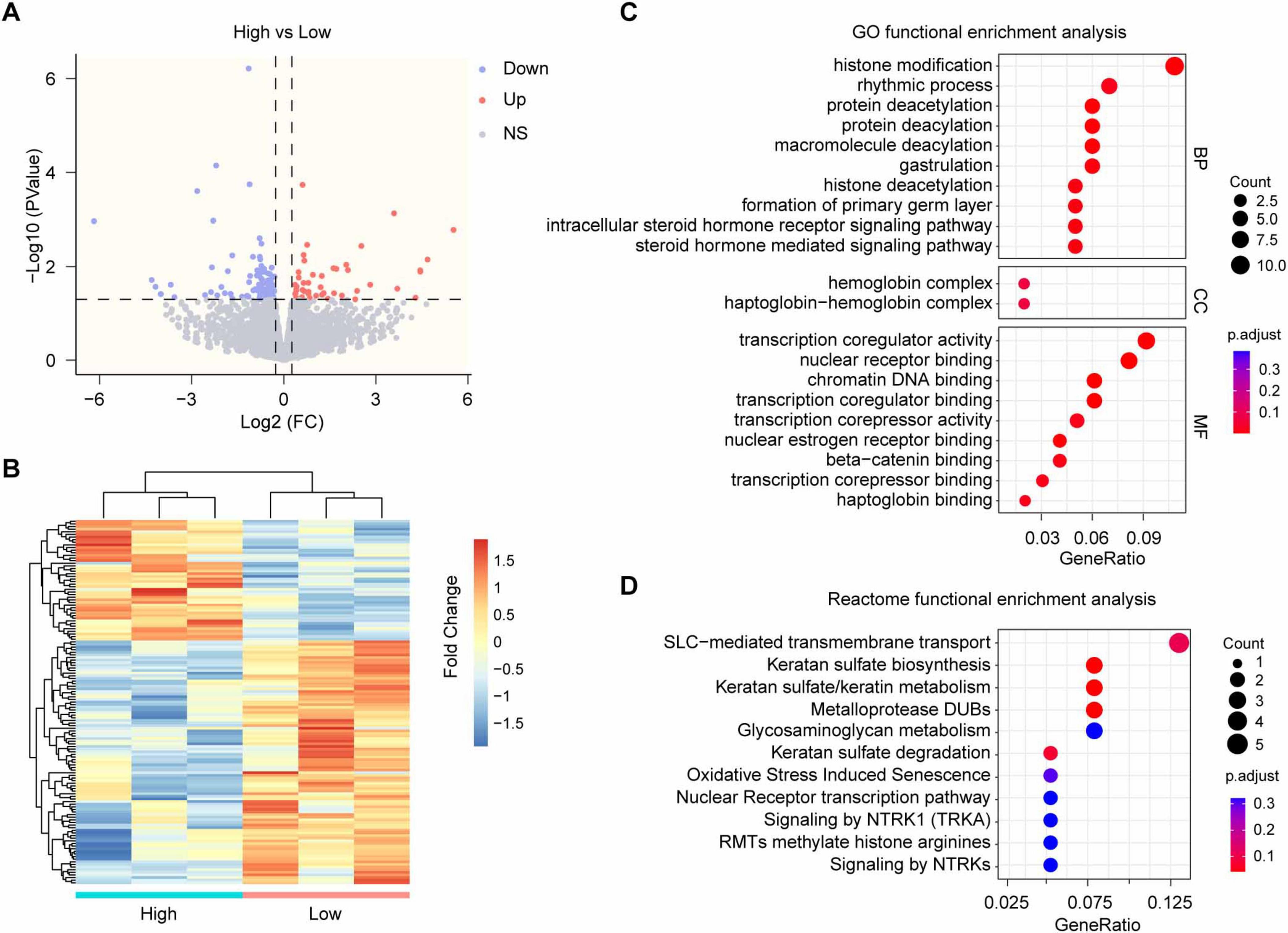 Panel A shows a volcano plot comparing gene expression levels, highlighting upregulated and downregulated genes. Panel B is a heatmap of differential gene expression with a gradient from red to blue indicating fold change. Panel C presents GO functional enrichment analysis with dot size representing gene count and color indicating p-adjustment. Panel D shows Reactome functional enrichment analysis with similar features.