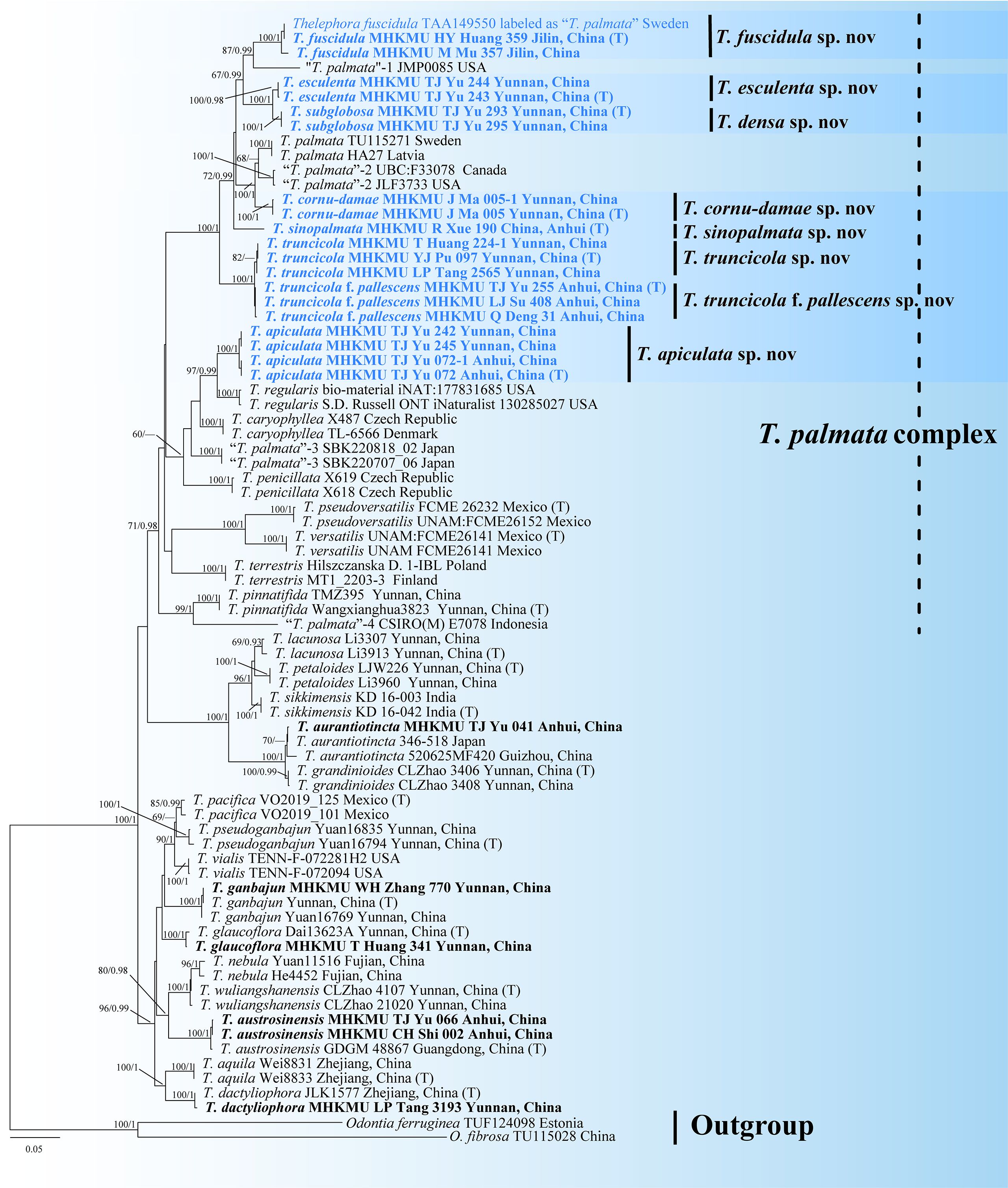 Phylogenetic tree illustrating the Tylopilus species relationships. Multiple species and variants are listed, highlighting distinctions such as T. fuscidula, T. esculenta, T. densa, among others. The T. palmata complex is marked, showing various species groupings. The top portion includes T. cornuc-damae and T. apiculata as new species. The tree indicates genetic distances with branching patterns and includes geographical origins, such as China, Mexico, and Sweden. Several entries are labeled with collection identifiers and regions, while the outgroup is specified at the bottom.