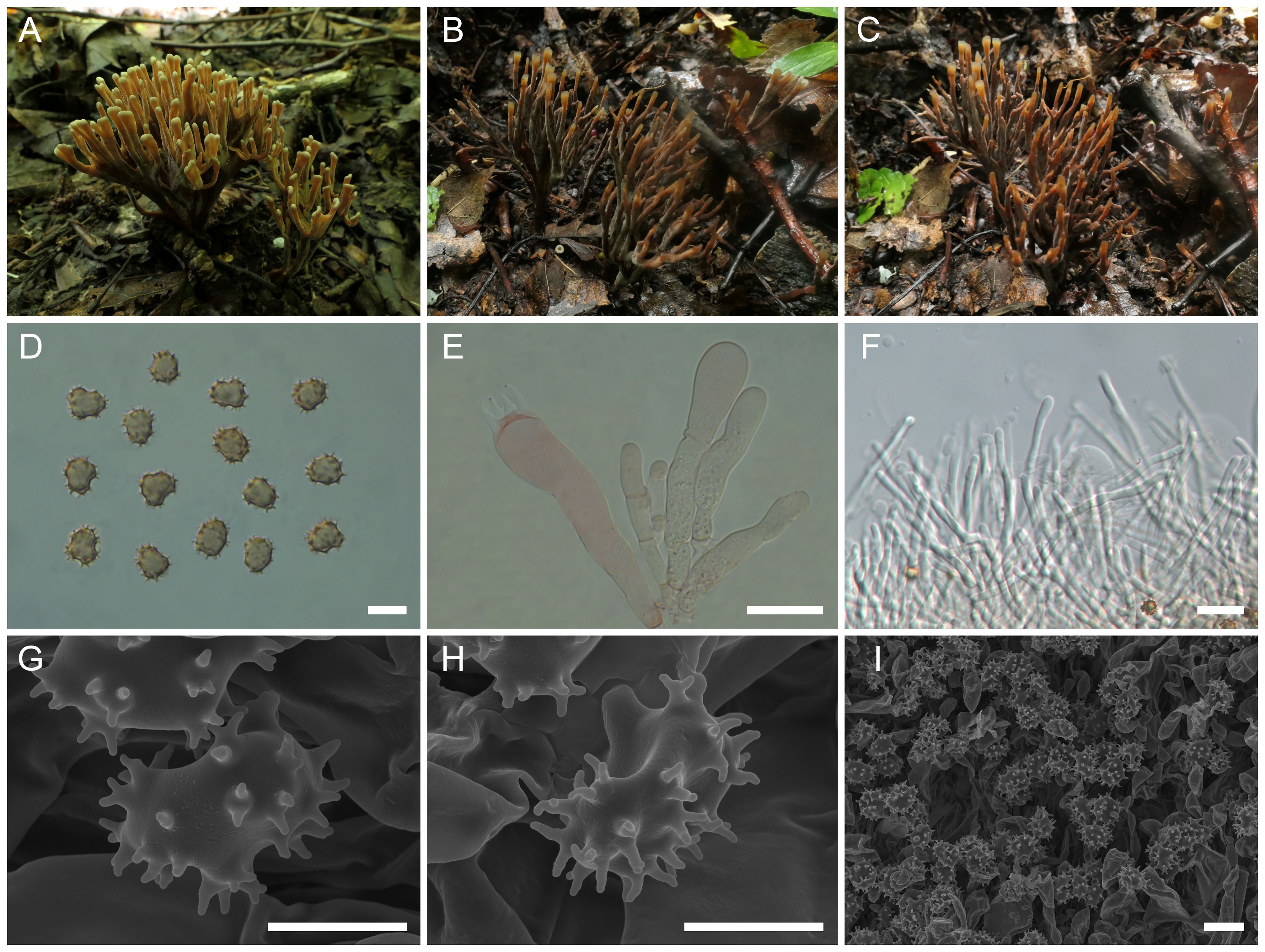 A collage of nine images depicting fungi at various stages and magnifications. A-C show clusters of club-shaped fungi growing on forest floor debris. D-F display microscopic views of spores and hyphae, with one showing spore structures and another illustrating branching hyphal formations. G-I present detailed electron microscopy images of spore surfaces, highlighting intricate textures and patterns. Each panel offers a distinct perspective on fungal morphology and structure.
