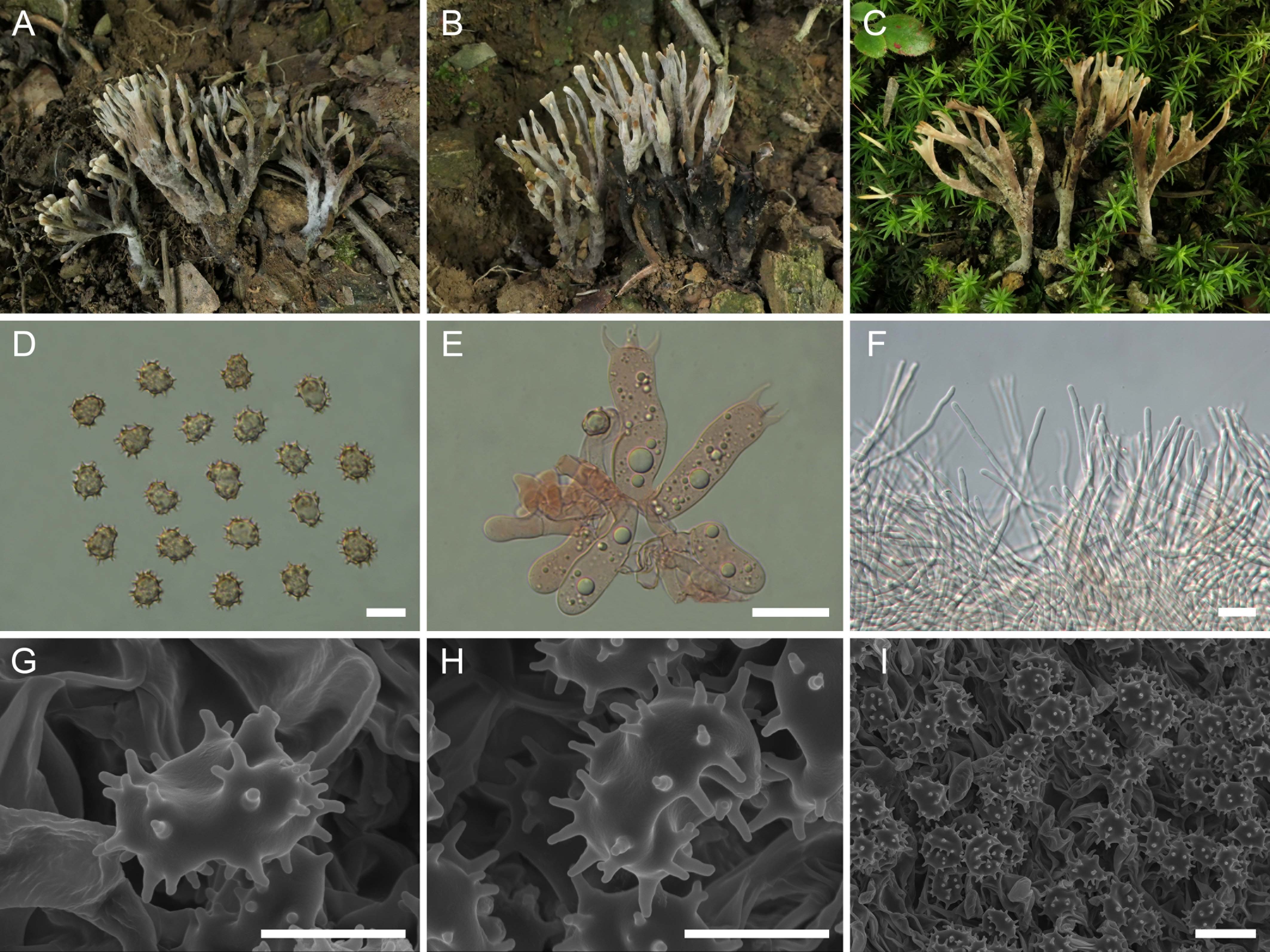 Panel A shows branching fungi on soil. Panel B depicts similar fungi with fewer branches. Panel C features fungi among green moss. Panel D presents round, spiky spores arranged in a pattern. Panel E displays multi-compartmental cells with visible structures. Panel F shows a mass of thin, filament-like structures. Panel G contains a close-up of irregular, spiky spores. Panel H illustrates similar spiky spores with varied shapes. Panel I offers a dense cluster of small, round spores with detailed textures.