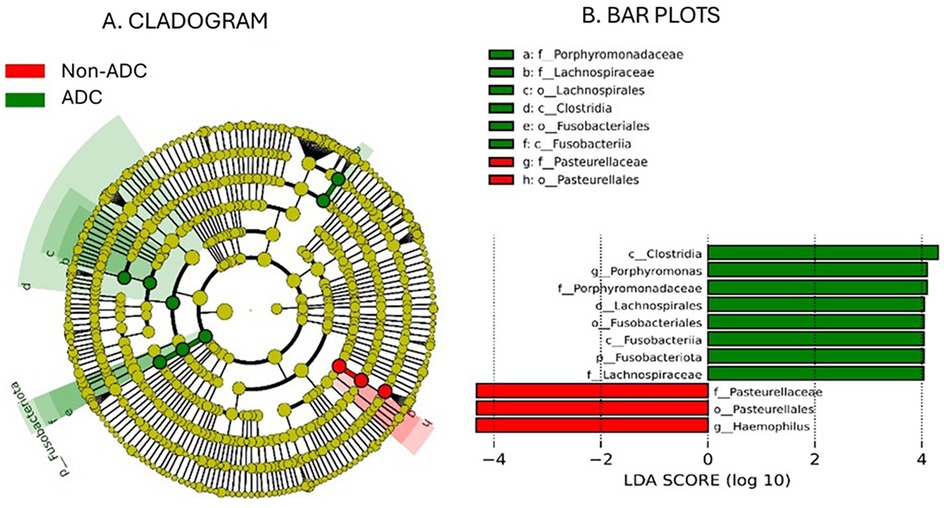 Cladogram and bar plot comparing microbial groups between ADC (green) and Non-ADC (red). The cladogram shows hierarchical relationships, while the bar plot presents LDA scores on a logarithmic scale for different taxa.