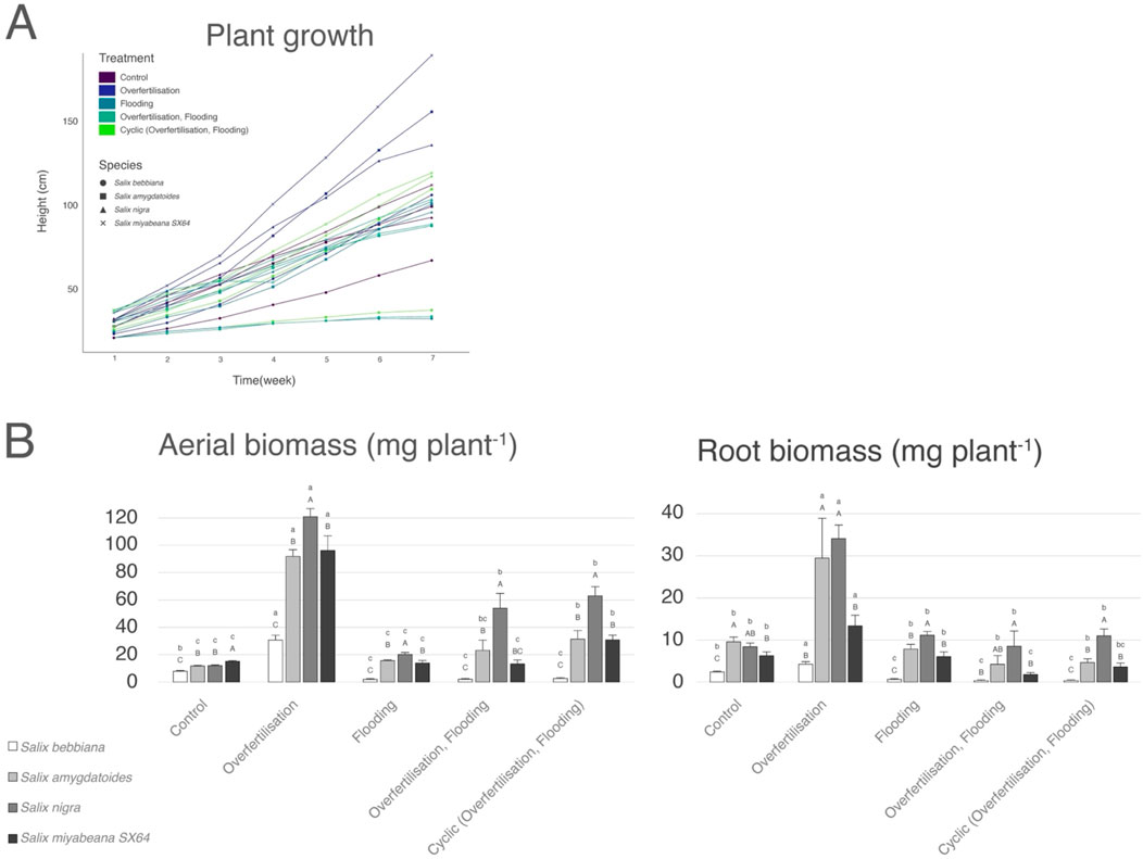 Diagram showing plant growth and biomass data. Image A depicts plant height over seven weeks under various treatments including control, overfertilization, flooding, and a combination. It distinguishes species by symbols. Image B contains bar graphs for aerial and root biomass in milligrams per plant across five conditions, displaying differences between four Salix species, with statistical significance indicated by letters.