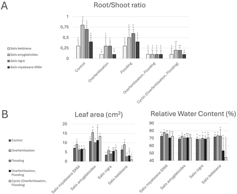Panel A displays a bar graph illustrating the root/shoot ratio for four Salix species under five conditions: control, overfertilization, flooding, overfertilization plus flooding, and cyclic treatment. Panel B presents two bar graphs showing leaf area and relative water content for the same species and conditions. Each graph shows variability between treatments and species, with significant differences indicated by letters.