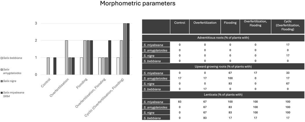 Bar chart and table showing morphometric parameters of four Salix species under five conditions: control, overfertilization, flooding, overfertilization with flooding, and cyclic. Parameters include adventitious roots, upward growing roots, and lenticels, with specific percentages noted for each condition and species.