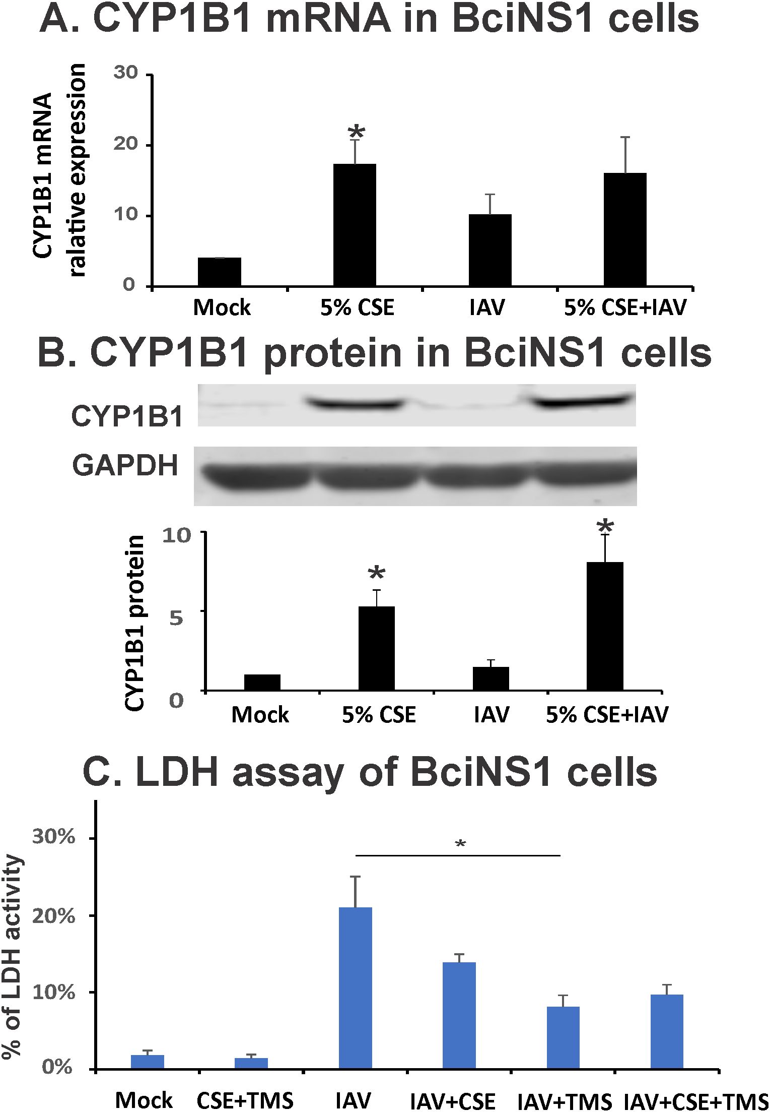 Panel A shows a bar graph of CYP1B1 mRNA expression in BciNS1 cells, indicating higher levels for 5% CSE. Panel B presents a Western blot and bar graph for CYP1B1 protein, with increased expression for 5% CSE and 5% CSE+IAV. Panel C illustrates an LDH assay, showing elevated activity for IAV compared to other conditions. Asterisks denote statistical significance.