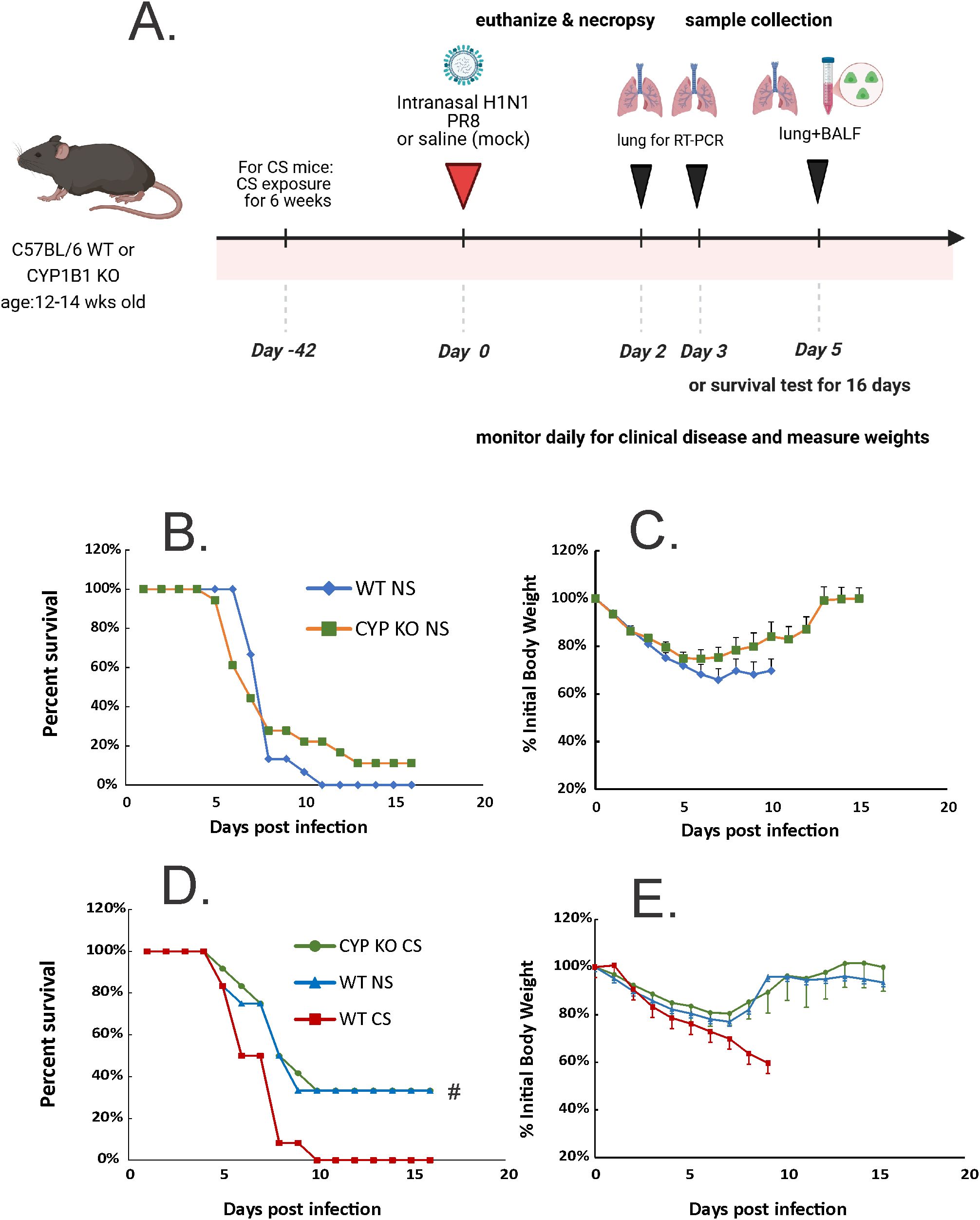 Diagram showing a study design and results for influenza infection in mice. Panel A illustrates the experimental timeline, including intranasal H1N1 PR8 exposure and sample collection from C57BL/6 wild-type or CYP1B1 knockout mice aged twelve to fourteen weeks old, with six weeks of CS exposure. Panels B and D display survival rates, indicating reduced survival in WT mice exposed to CS compared to other groups. Panels C and E show body weight changes, with significant weight loss in CS-exposed groups. Data points are represented with symbols and colors corresponding to the different groups.