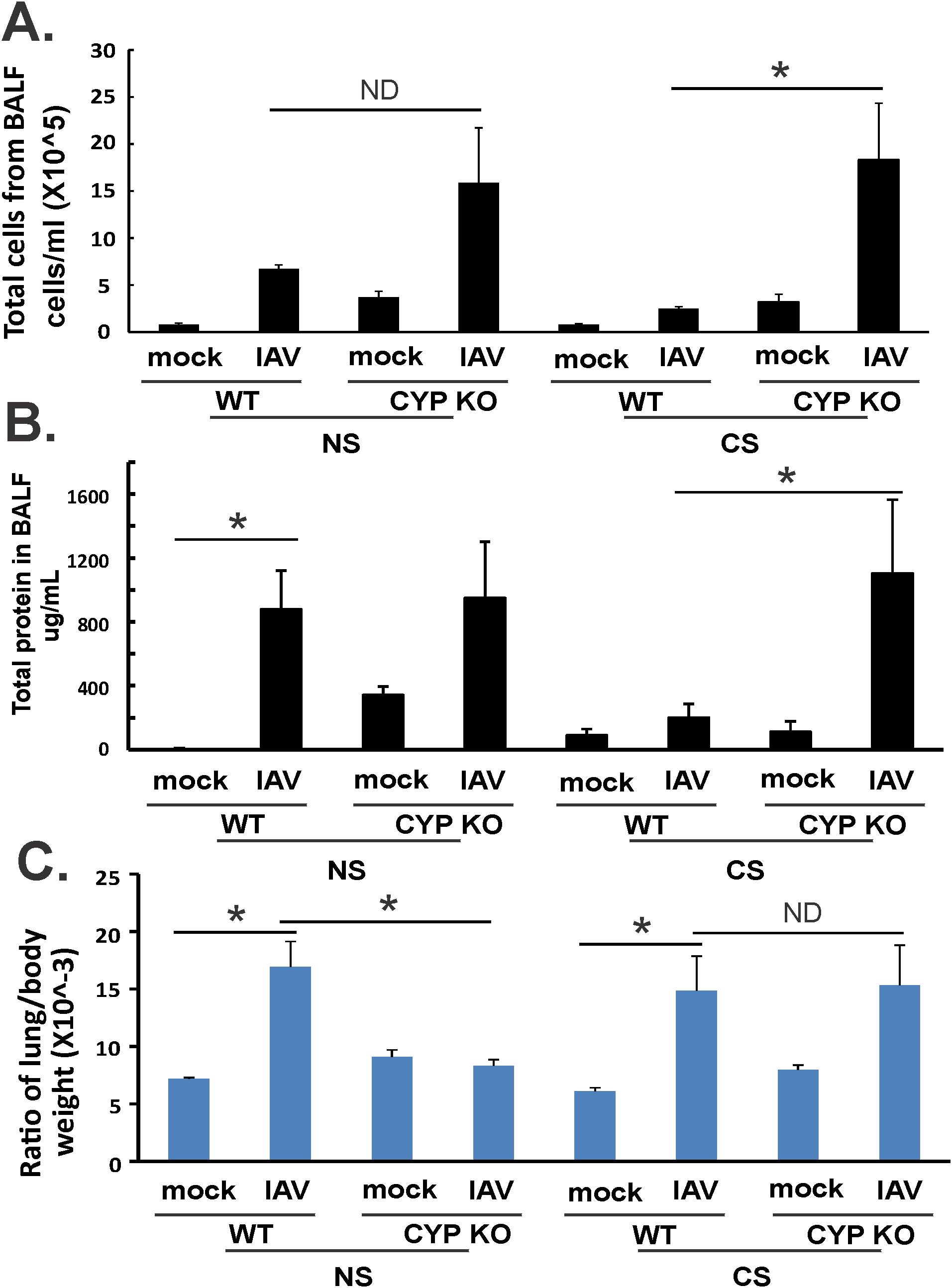 Bar graphs showing three panels of comparative data: A. Total cells from BALF per milliliter, elevated in IAV samples, especially CYP KO under CS conditions. B. Total protein in BALF per microgram per milliliter, higher in IAV, with significant increase in CYP KO under CS. C. Ratio of lung to body weight, increased in IAV samples, notably under CS conditions. Statistical significance noted with asterisks, NS (not significant), and ND (no difference) annotations.
