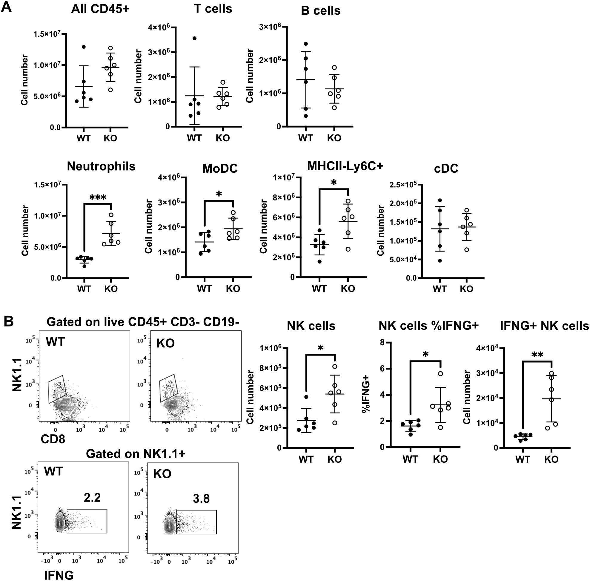 Panel A shows bar graphs of RIG-I and IP-10 expression, with IFN-γ causing higher expression than the mock. Panel B is a survival curve showing different treatment groups post-infection, with CS Cyp KO + IFN-γ mAb having the lowest survival. Panel C shows a body weight change graph over days post-infection, indicating varying recovery patterns among groups, with CS WT generally maintaining higher body weights.