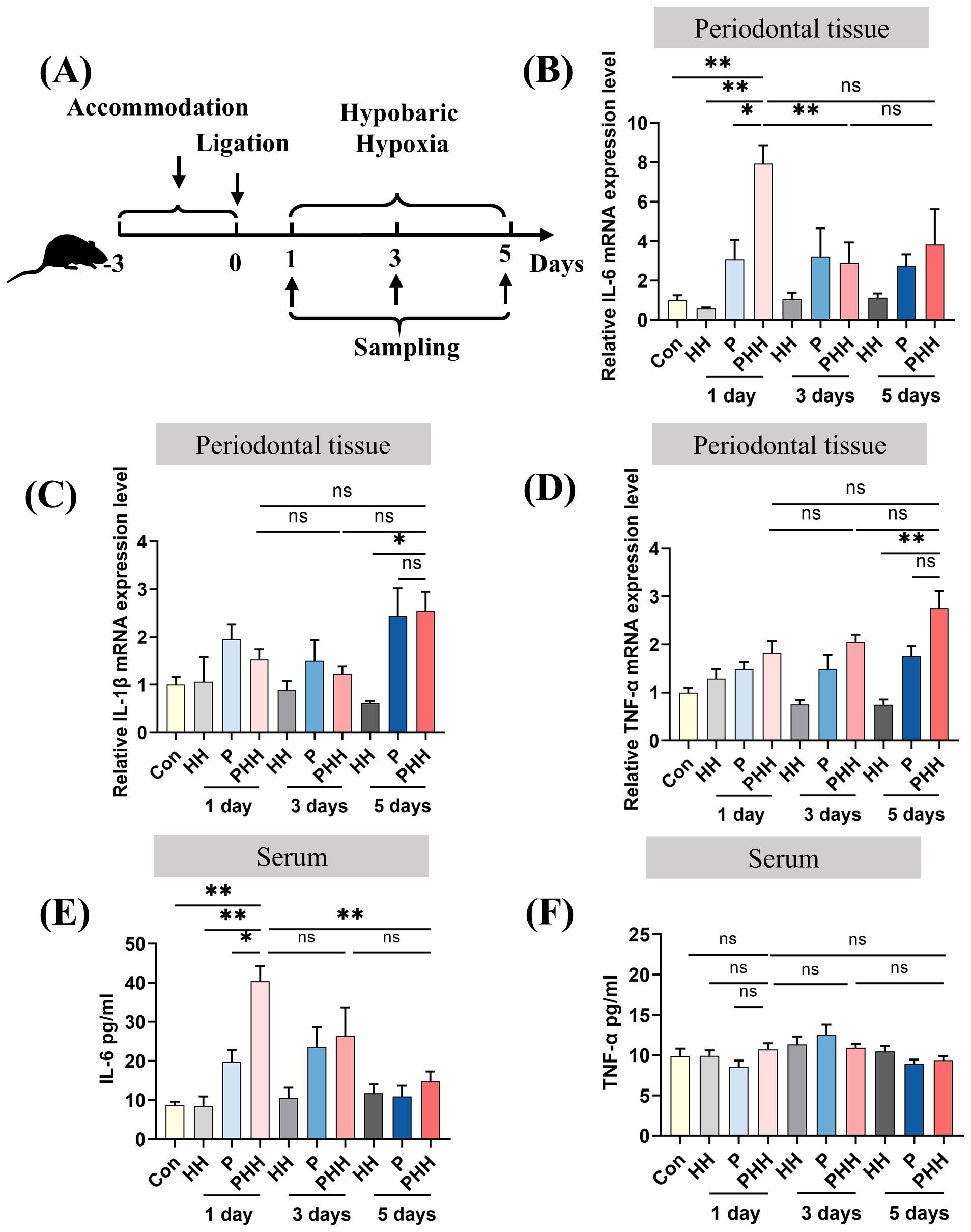Timeline and bar charts depict the effects of hypobaric hypoxia and periodontal conditions in mice. (A) Timeline includes accommodation, ligation, hypoxia exposure, and sampling over 1, 3 and 5 days. (B-D) Bar charts show relative mRNA expression levels of IL-6, IL-1β, and TNF-α in periodontal tissue. (E-F) Bar charts display IL-6 and TNF-α levels in serum. Various conditions and time points are compared, with statistical significance indicated.