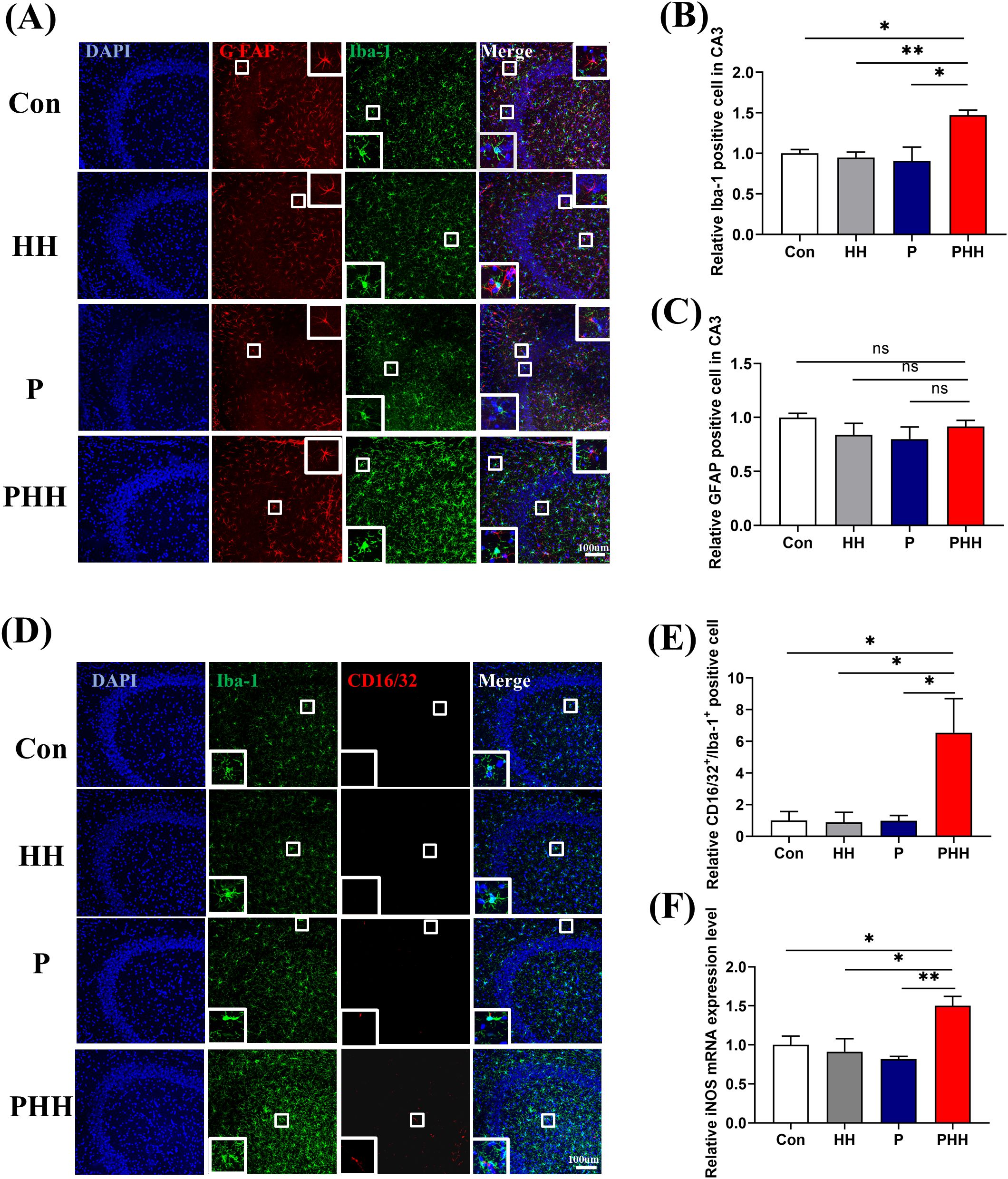 (A) and (D) show immunofluorescence images comparing different cell markers (DAPI, GFAP, Iba-1, CD16/32) across control (Con), HH, P, and PHH groups, with merged views. (B) and (E) are bar graphs showing the relative number of Iba-1 positive cells and CD16/32 to Iba-1 positive cell ratios in CA3, respectively. (C) shows the relative number of GFAP positive cells, and (F) depicts the relative iNOS mRNA expression levels. Significant differences are marked with asterisks.