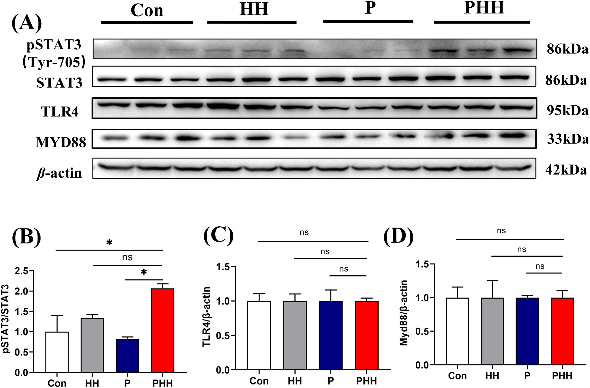 Western blot results and bar graphs displaying protein expression levels. Panel A shows bands for pSTAT3 (Tyr-705), STAT3, TLR4, MYD88, and β-actin across conditions: Con, HH, P, and PHH, with molecular weights marked. Panel B presents a bar graph for pSTAT3/STAT3 ratios, showing significant differences marked by asterisks. Panels C and D feature bar graphs for TLR4/β-actin and Myd88/β-actin ratios respectively, with “ns” indicating no significant differences.