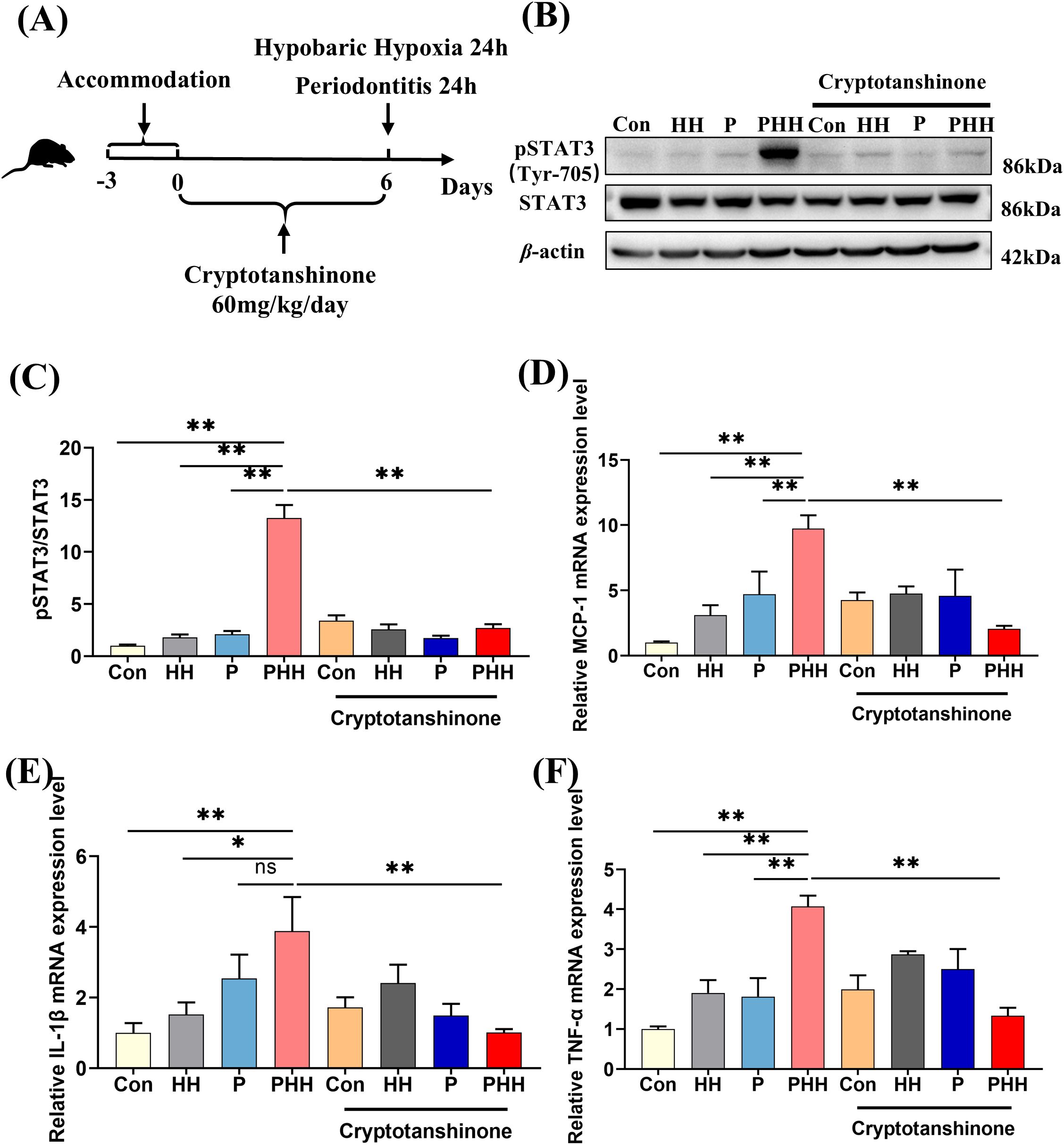 Diagram illustrating the experimental design and results of a study on cryptotanshinone's effects on periodontitis and hypobaric hypoxia. (A) Timeline of mouse treatments over six days. (B) Western blot analysis of pSTAT3, STAT3, and β-actin levels under different conditions. (C-F) Bar graphs showing relative protein levels of pSTAT3/STAT3 and mRNA levels of MCP-1, IL-1β, and TNF-α, indicating significant differences between experimental groups with cryptotanshinone treatment. Statistical significance is marked by asterisks.