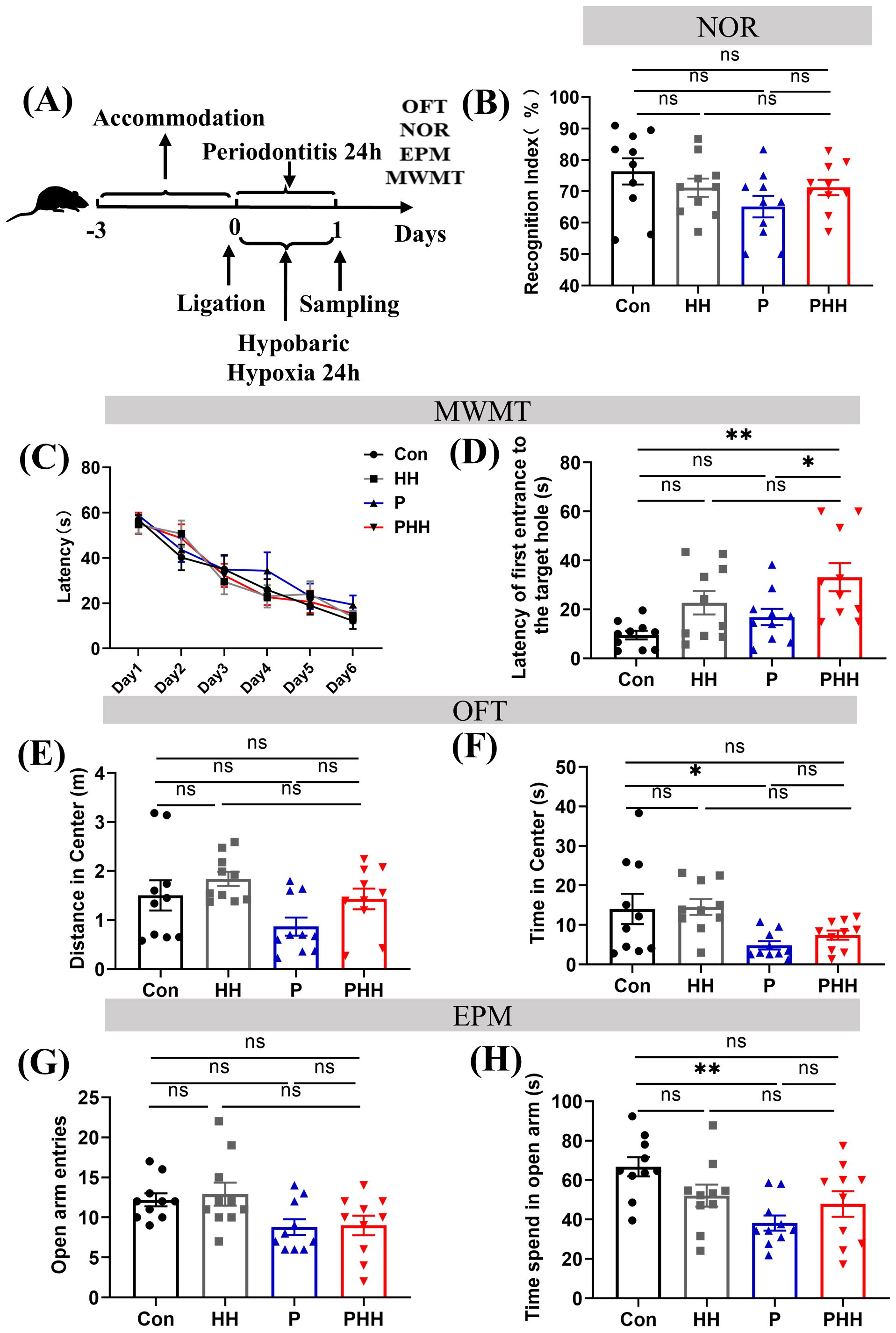 A series of experimental graphs and timeline related to a study on hypobaric hypoxia and periodontitis. (A) Timeline illustrating experimental procedures over six days, including accommodation, periodontitis, ligation, sampling, and exposure to hypobaric hypoxia. (B) Bar graph showing the recognition index percentage for different groups (Con, HH, P, PHH) with statistical significance denoted by “ns.” (C) Line graph displaying latency results over six days for the same groups. (D-H) Bar graphs illustrating various metrics: latency to target hole, distance and time in center, open arm entries, and time spent in open arm, with statistical significance indicated.