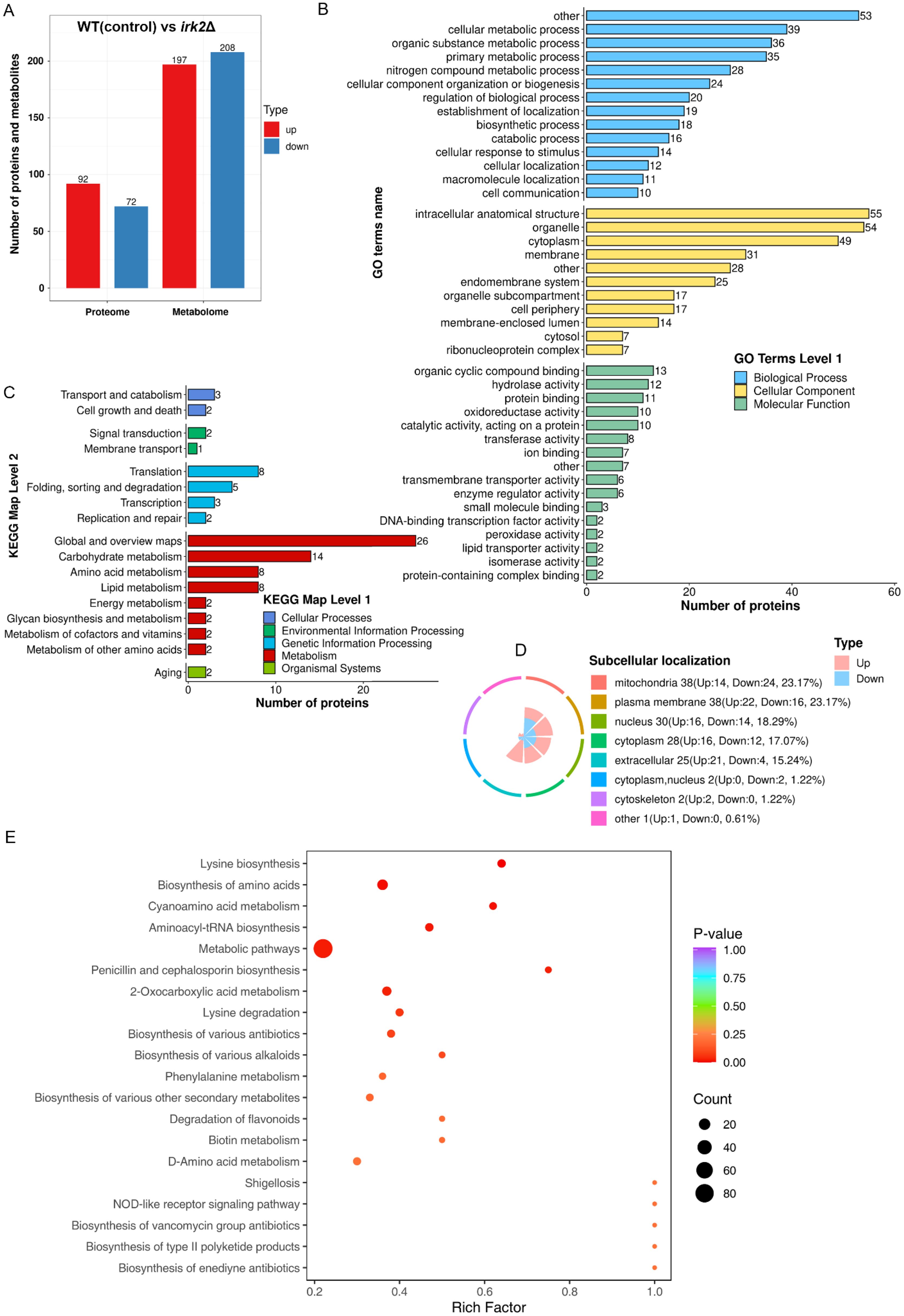 A multi-panel scientific figure depicting various analyses. Panel A shows a bar graph comparing the number of proteins and metabolites (proteome and metabolome) between WT control and irk2Δ, divided into upregulated and downregulated types. Panel B presents a horizontal bar chart of GO terms categorized into biological, cellular component, and molecular functions. Panel C features KEGG pathway bars, sorted into cellular, environmental, genetic, metabolic, and organismal systems. Panel D displays a radial plot of subcellular localization with up and down counts. Panel E is a bubble plot of metabolic pathways, indicating rich factor, p-value, and count by dot size and color.
